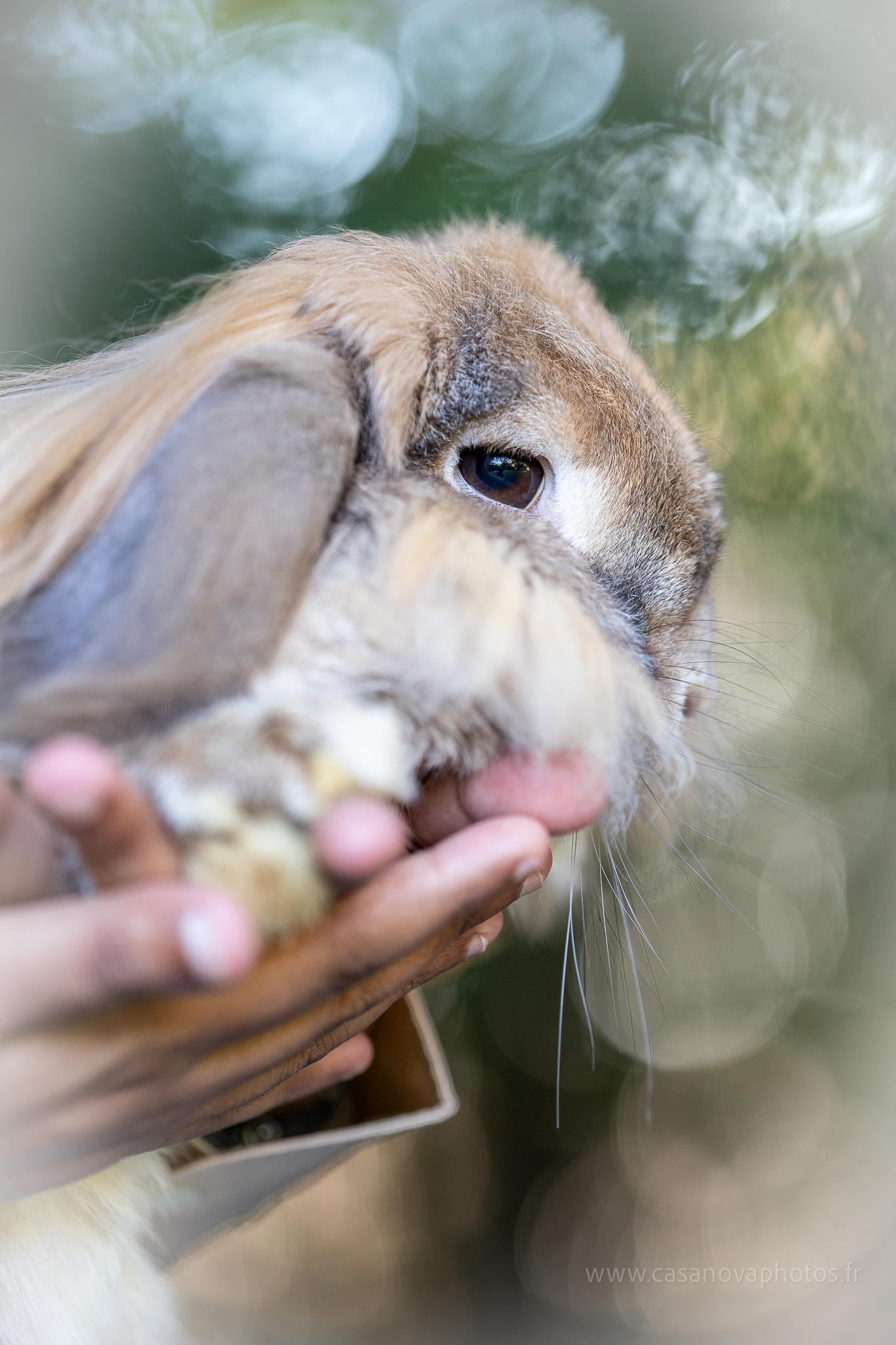 Lapins 18