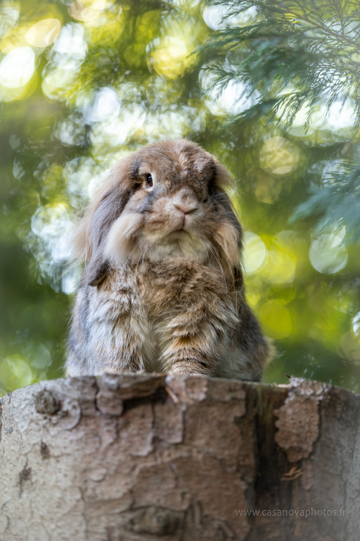 Lapins 17