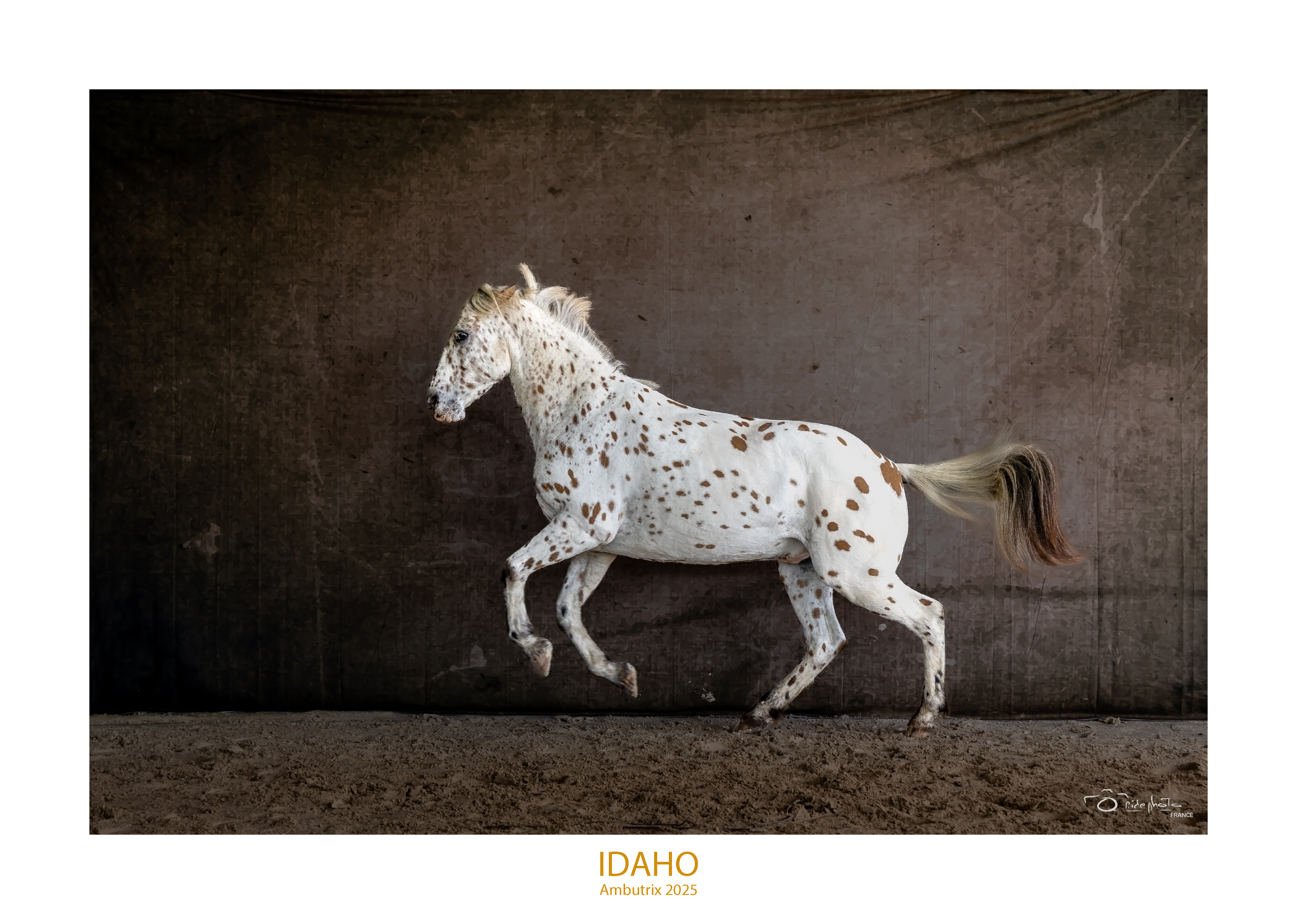 20251006 jipi9750 idaho galop en liberte cadre large cr tete eclaircie