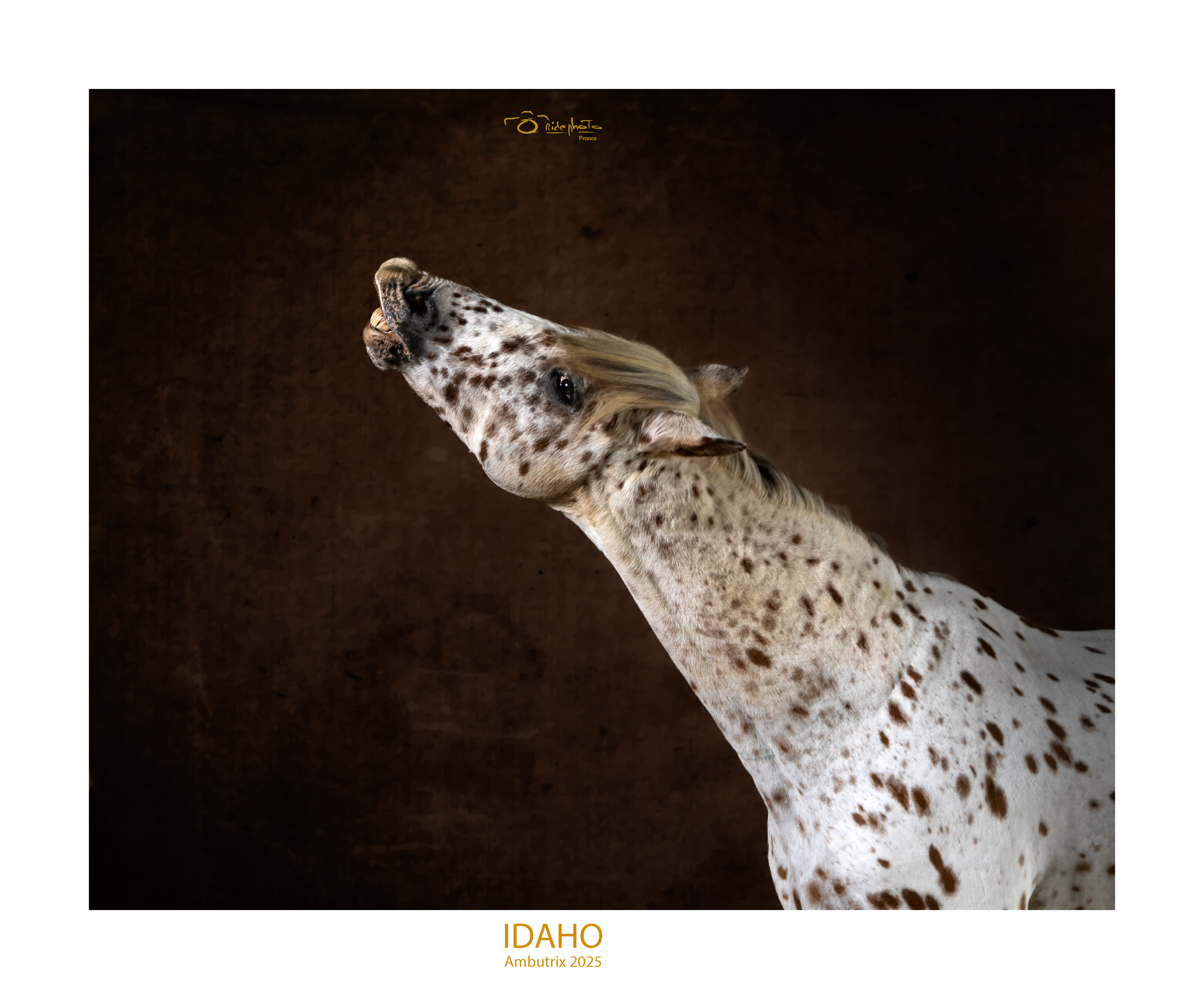 20251006 jipi9452 idaho flehmen cadre blanc large nom cr cadrage elargi