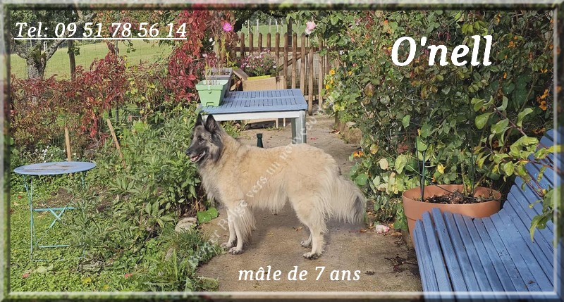 Onell-des-Famonadyns-male-de-7-ans-5-P
