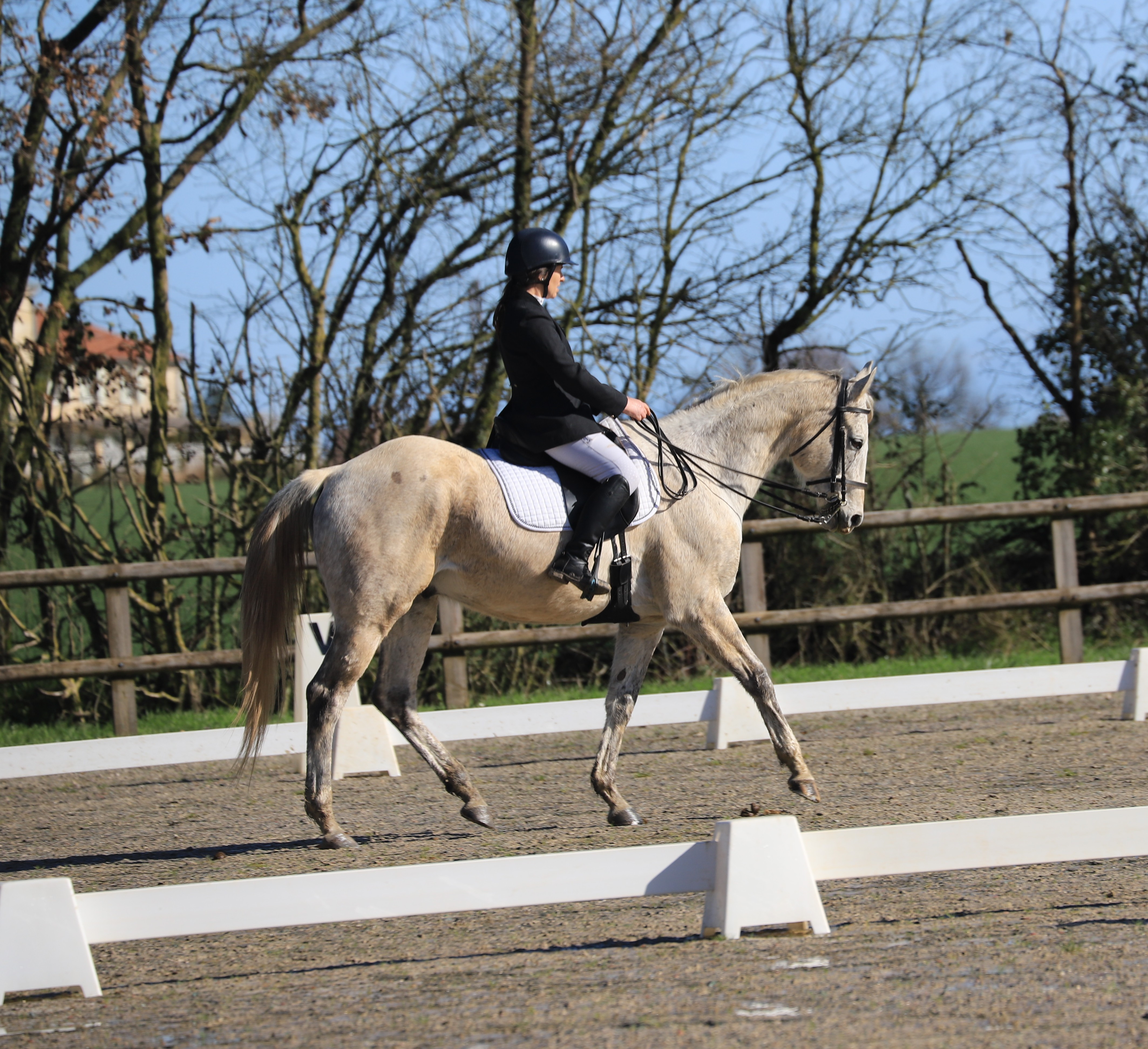 Dressage