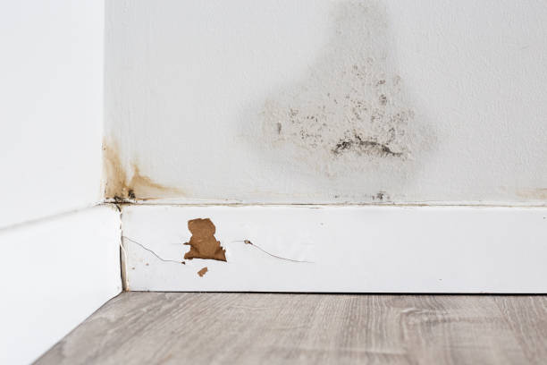 Istockphoto-1475030446-612x612