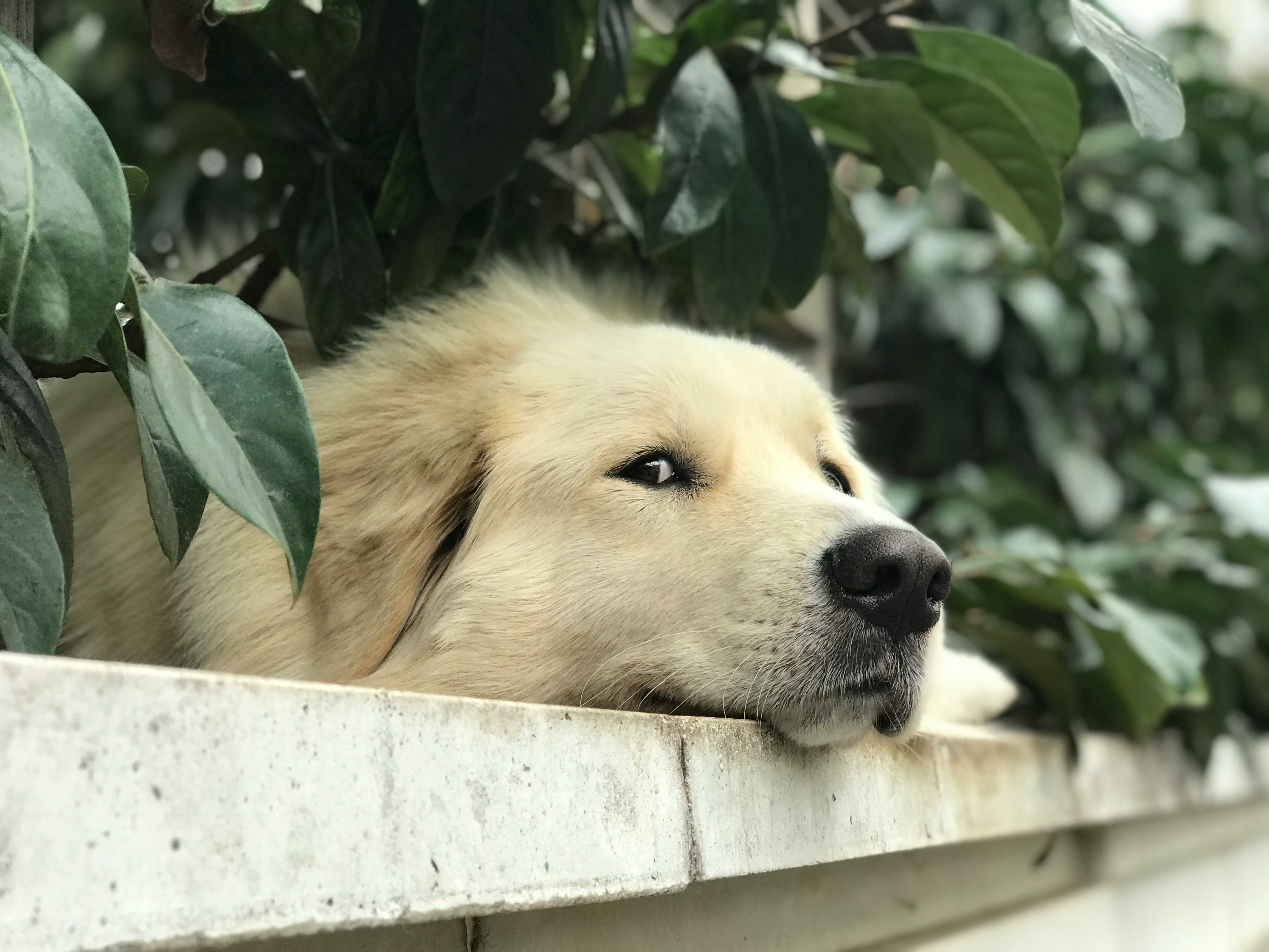 gérer aboiement chien erreurs