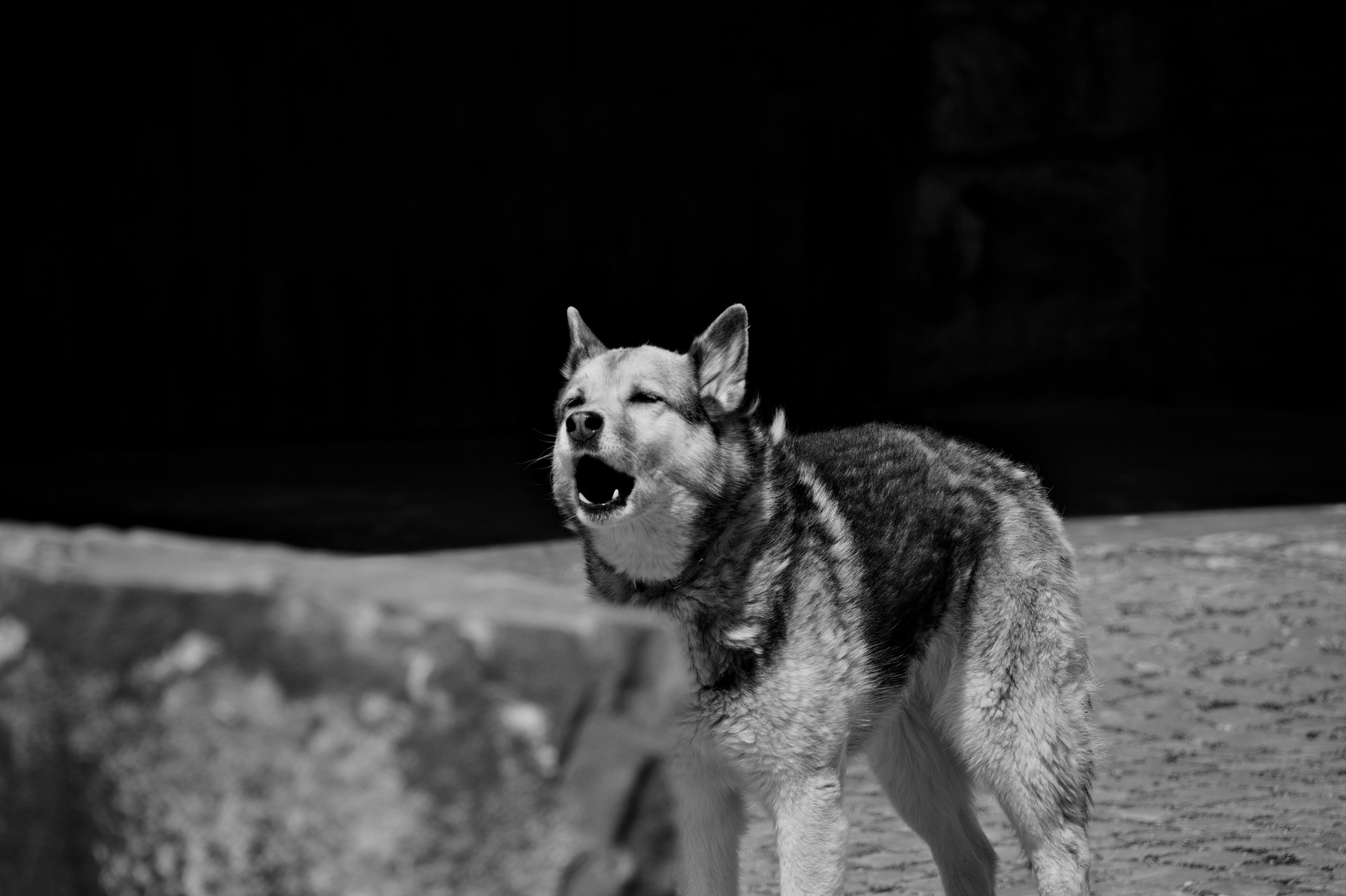 pourquoi mon chien aboie au moindre bruit