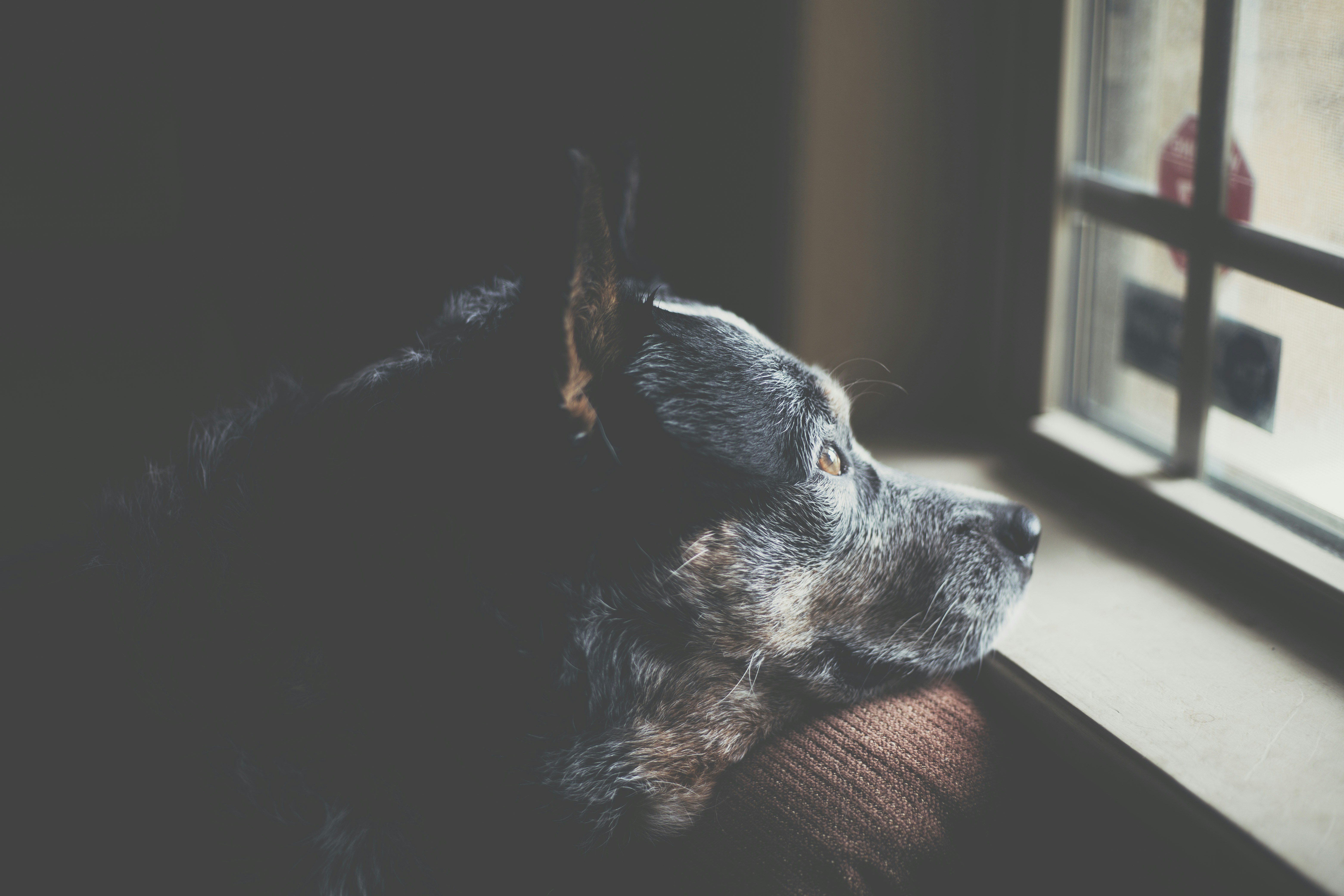 gérer aboiement chien