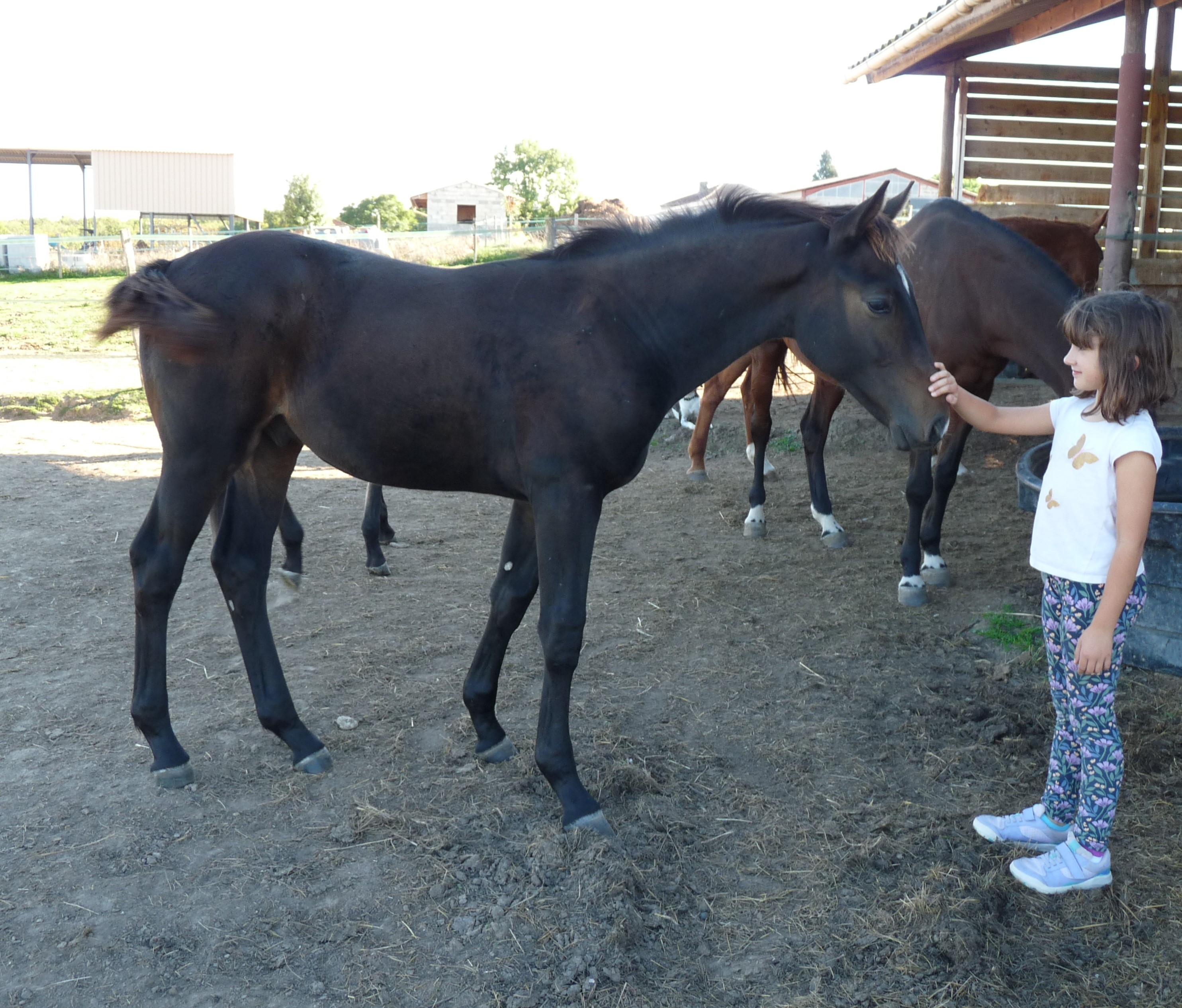 Phebus-6-mois-oct-2025