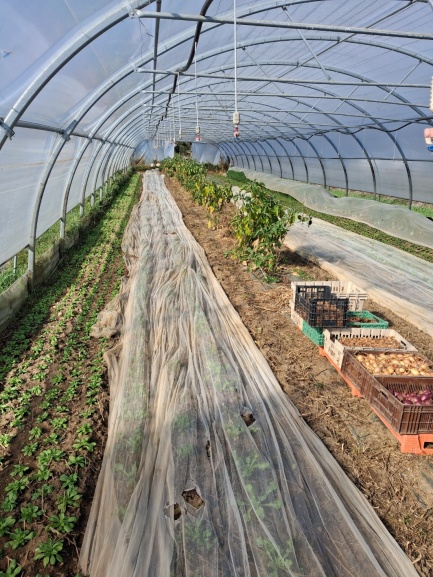 Une serre de maraichage de Xavier à Léotoing.