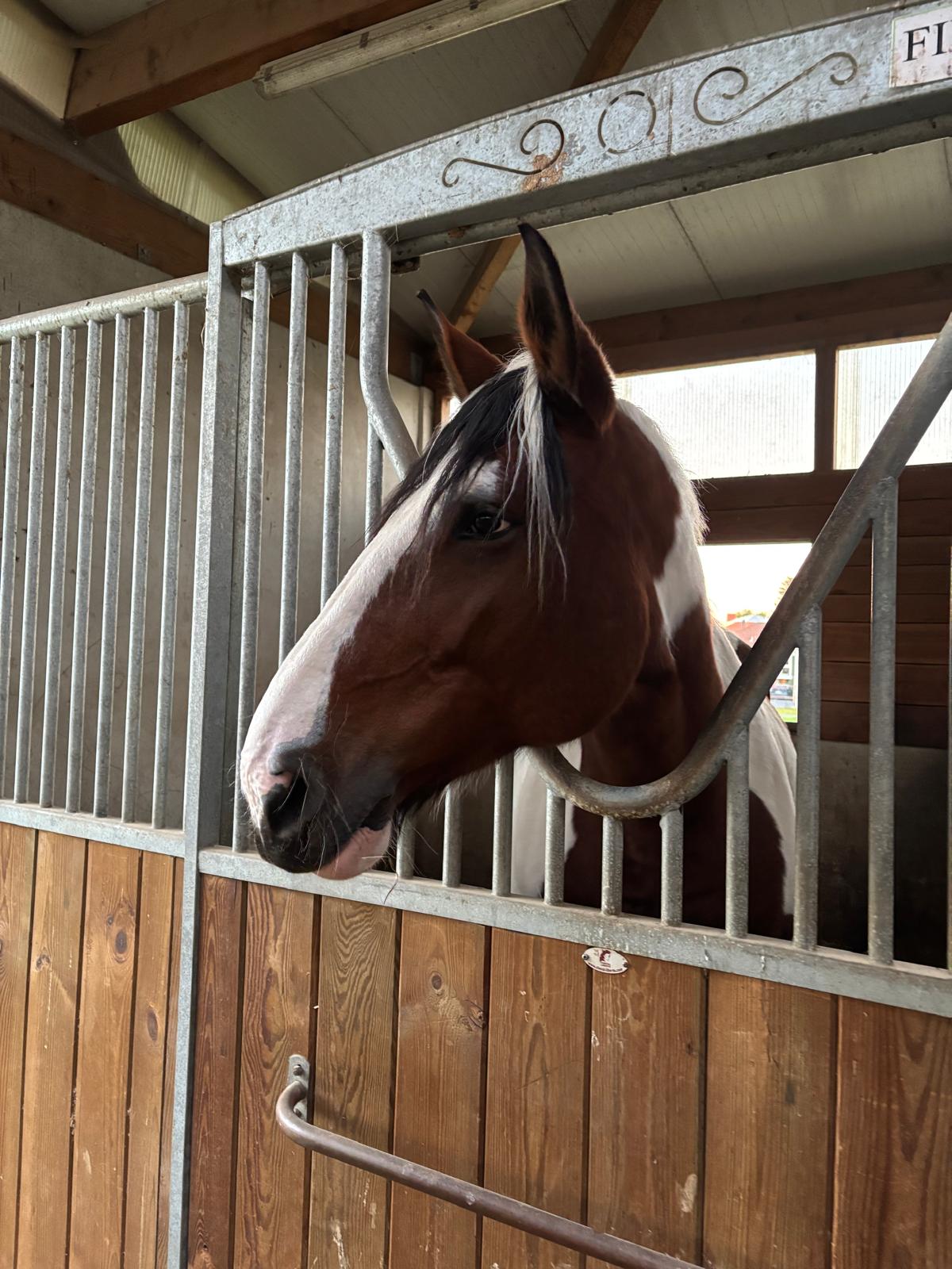 Whatsapp image 2025 10 15 at 12 37 52