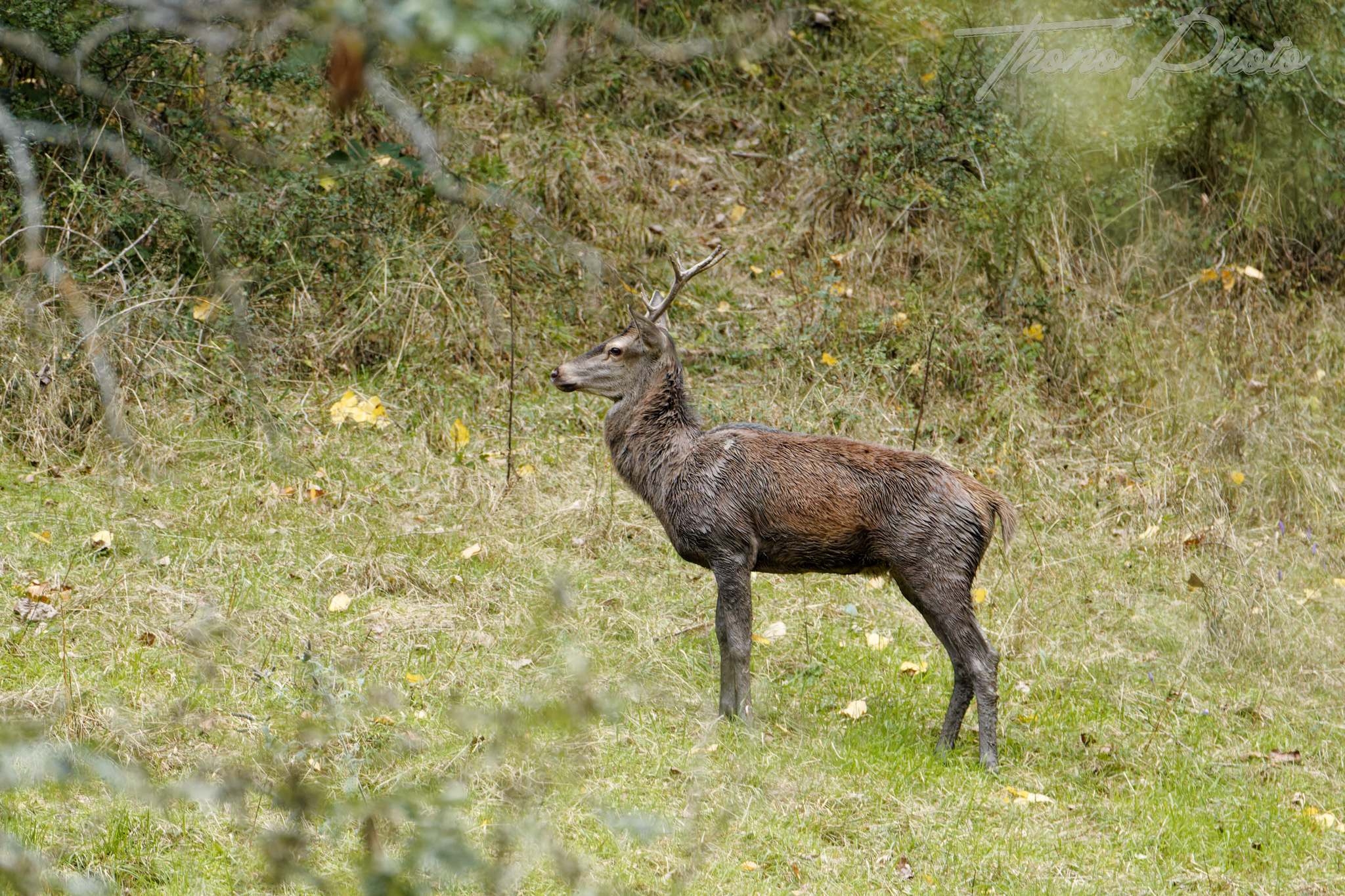 Cerf-Bareilles-2025-09-28 5736F
