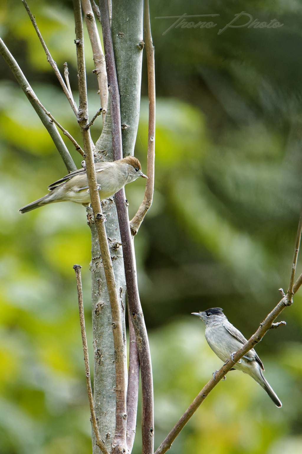 Fauvette tete noire bareilles 2025 09 28 5744f