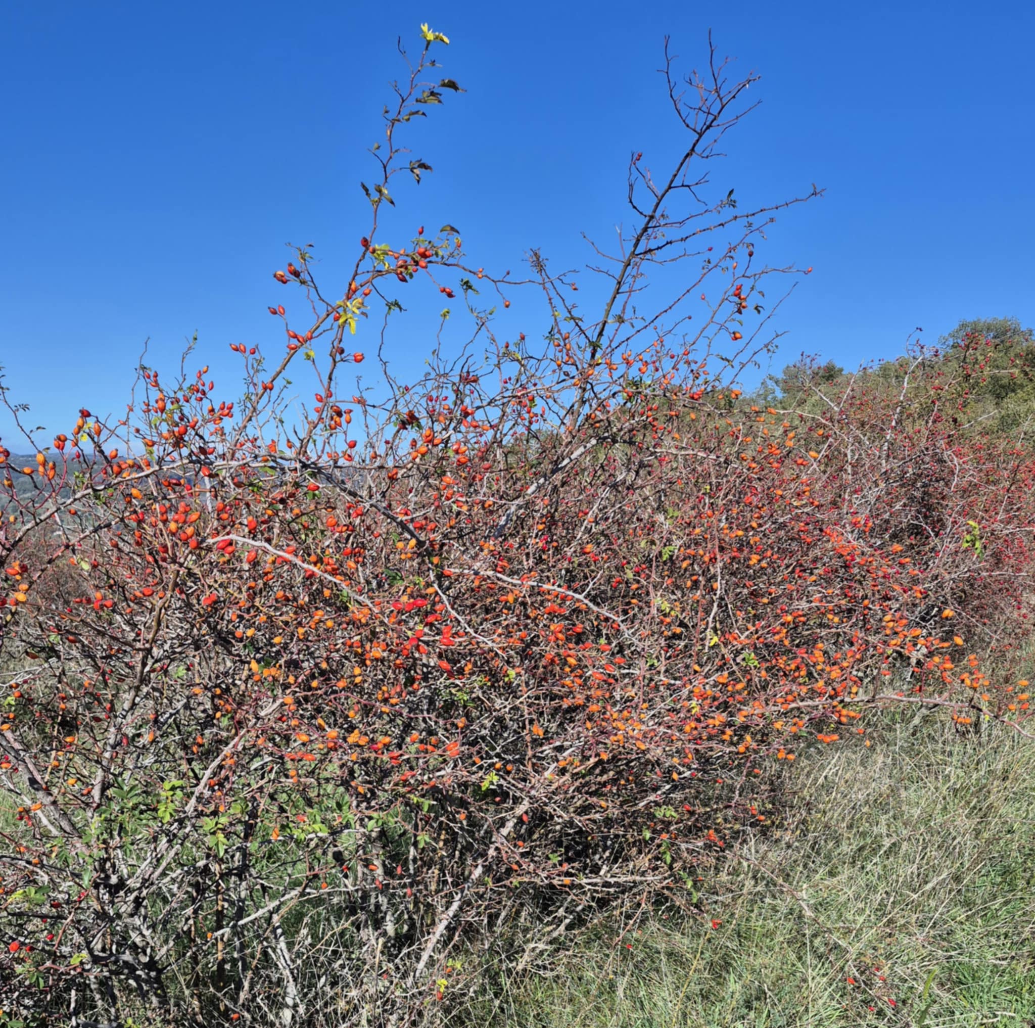 Messenger creation 49998c8a b0b8 4558 97eb 077040c1f3bf