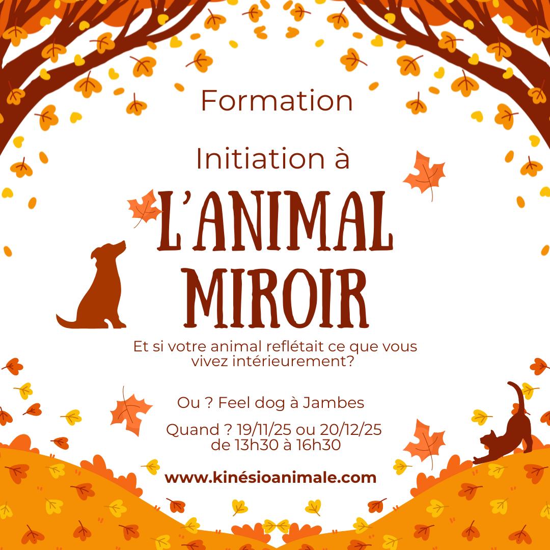 Animal-Miroir