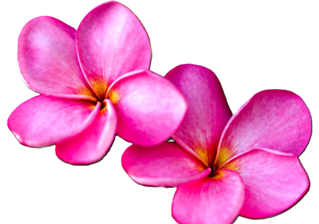 Plumeria-8447941 1280