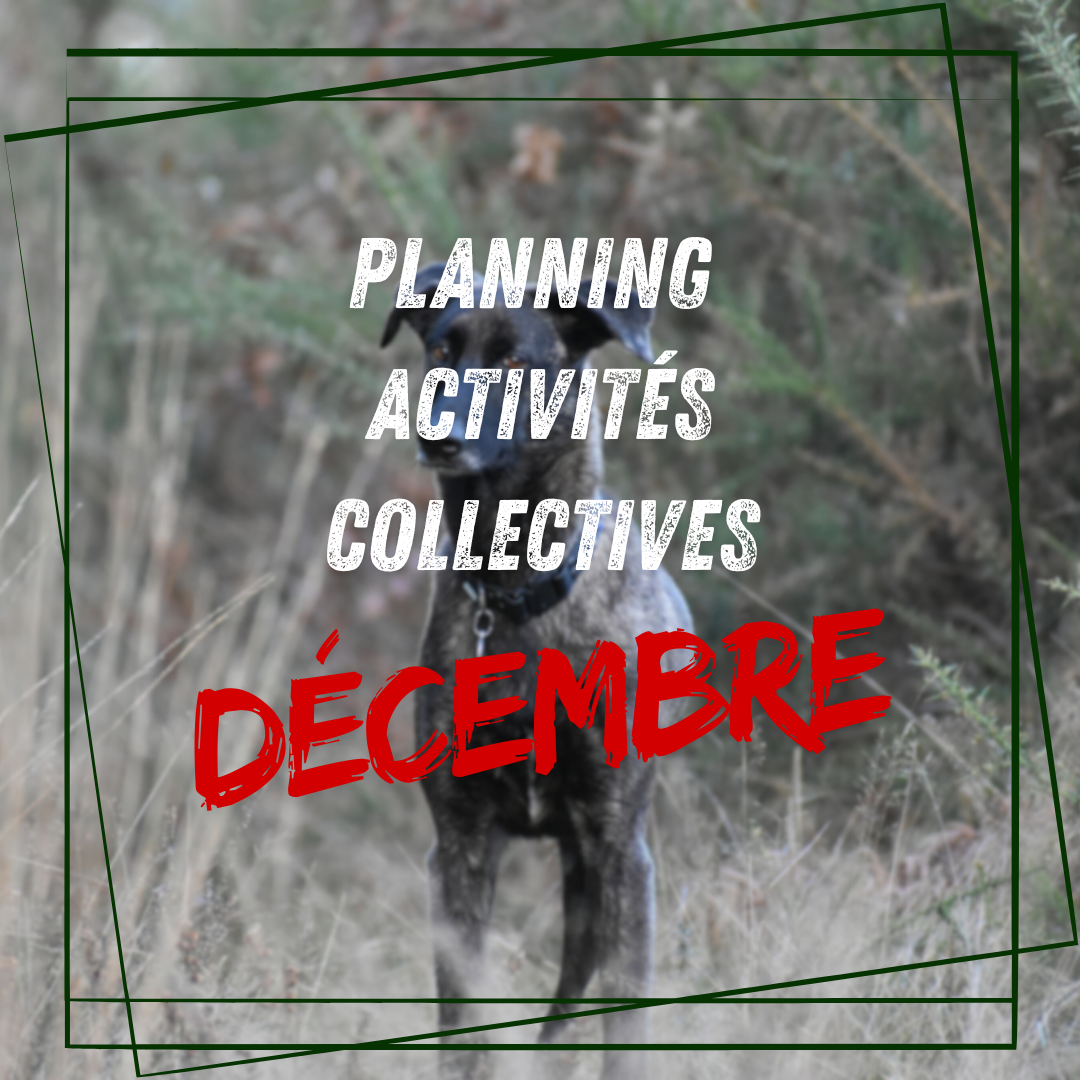 Planning activités collectives Décembre