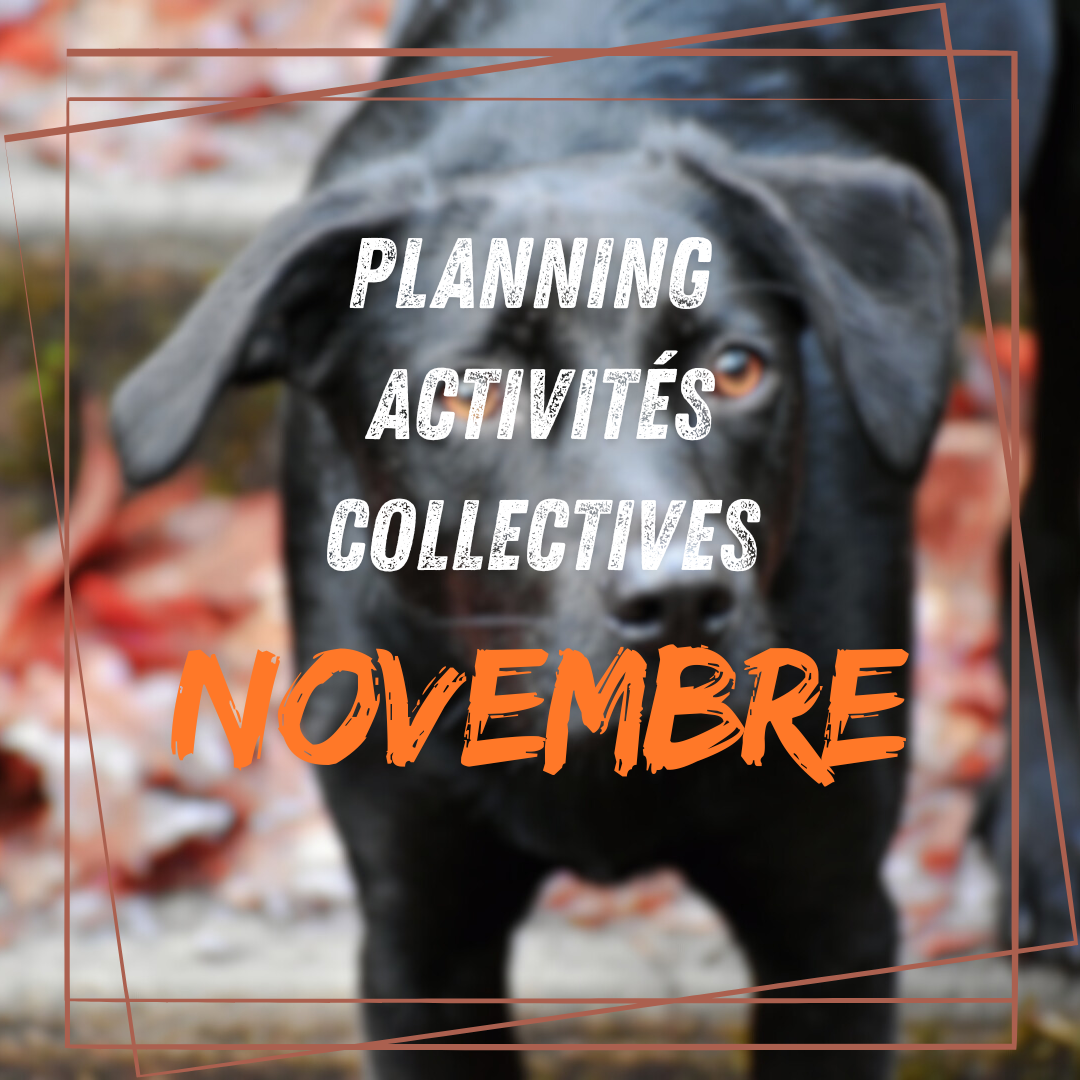 Planning activités collectives Novembre