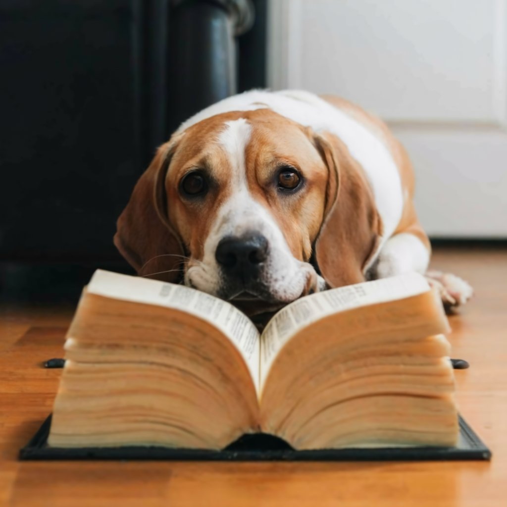 Les règles d’or en éducation canine : mythes, dominance et méthodes modernes