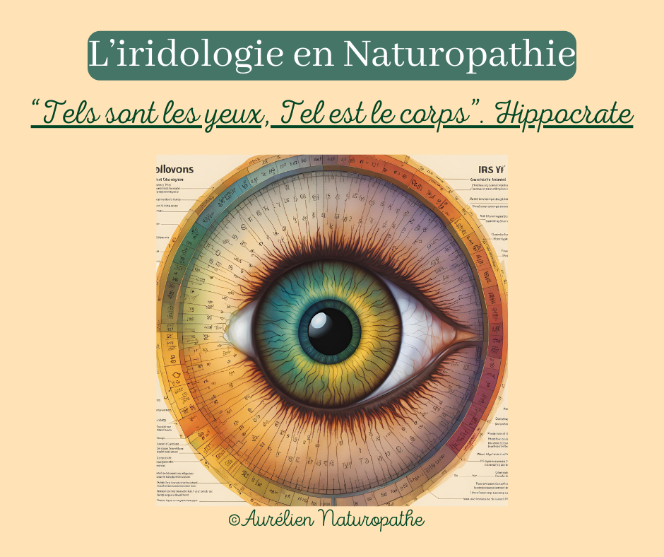L-iridologie-en-Naturopathie