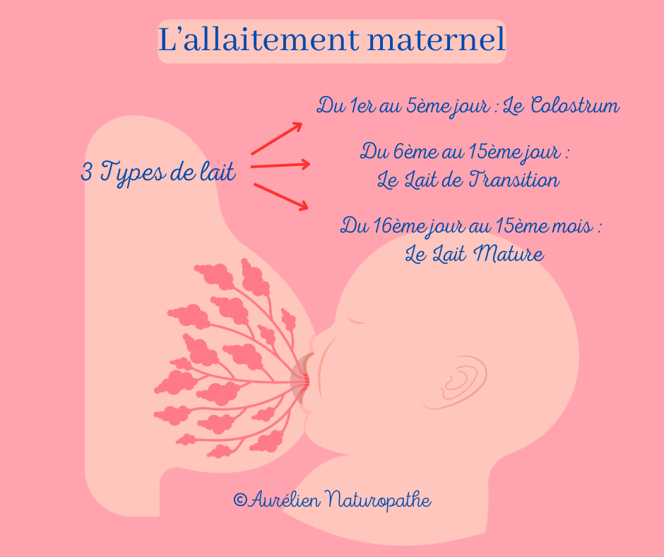 Allaitement-maternel