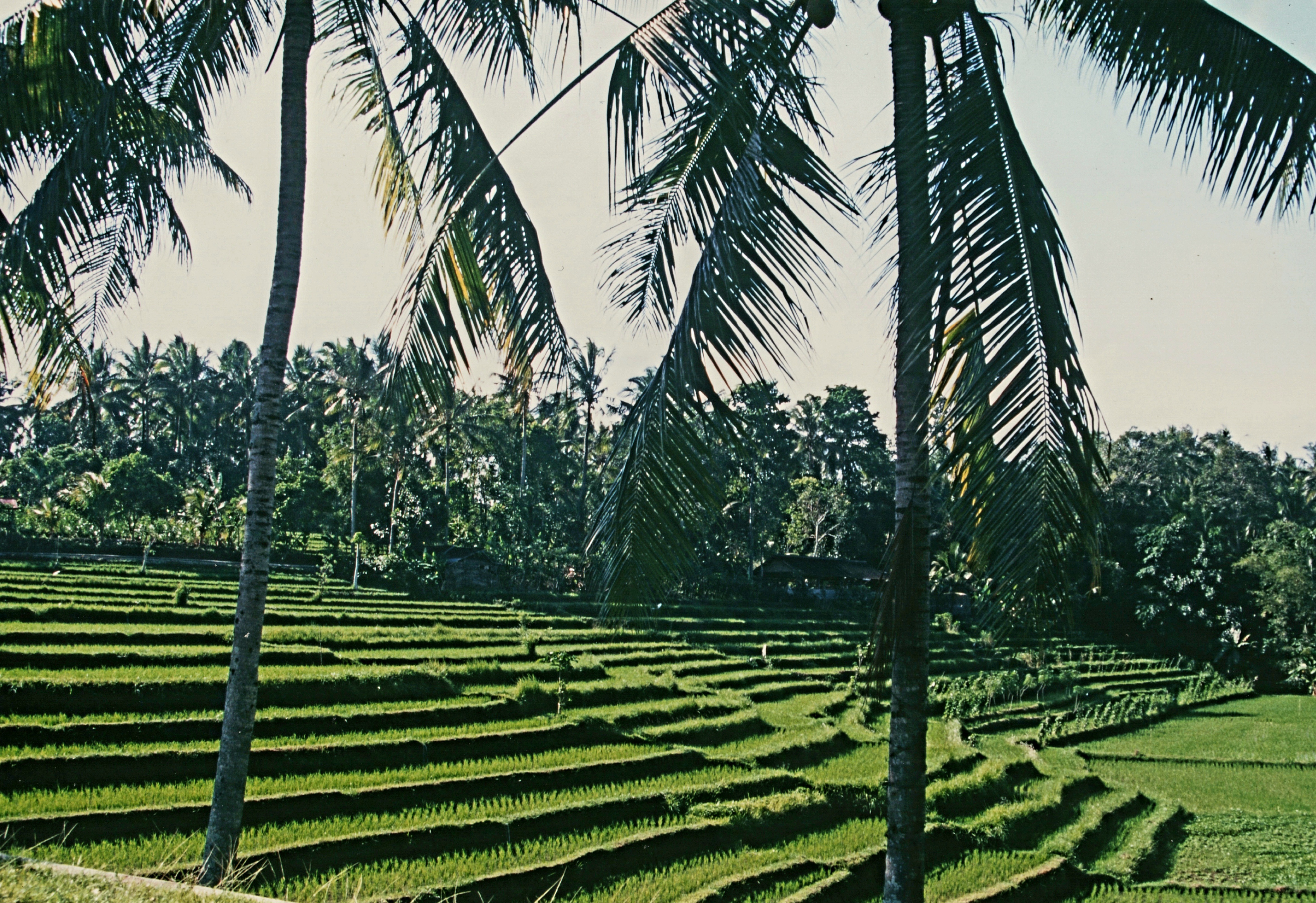 Bali-rizieres-001-1-