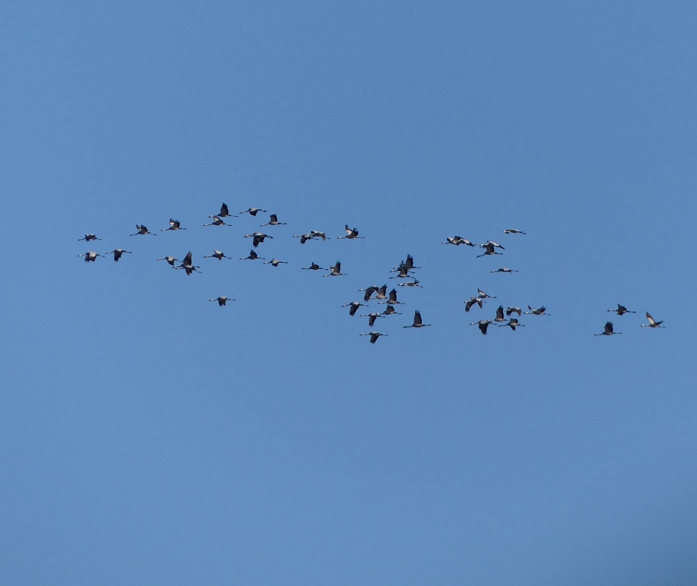 20250117 Arjuzanx-Orx-22-