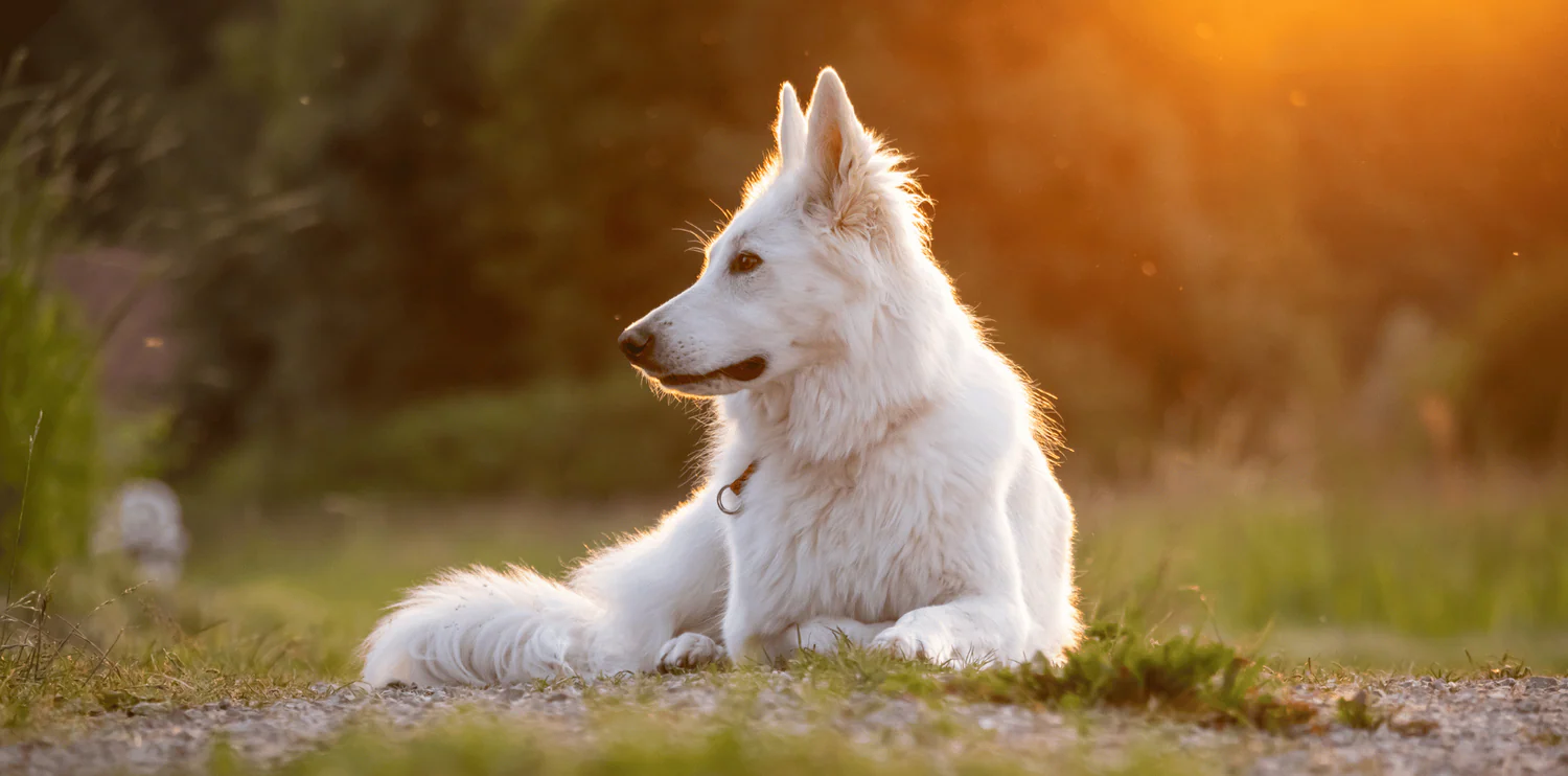 Berger blanc suisse caractere origine