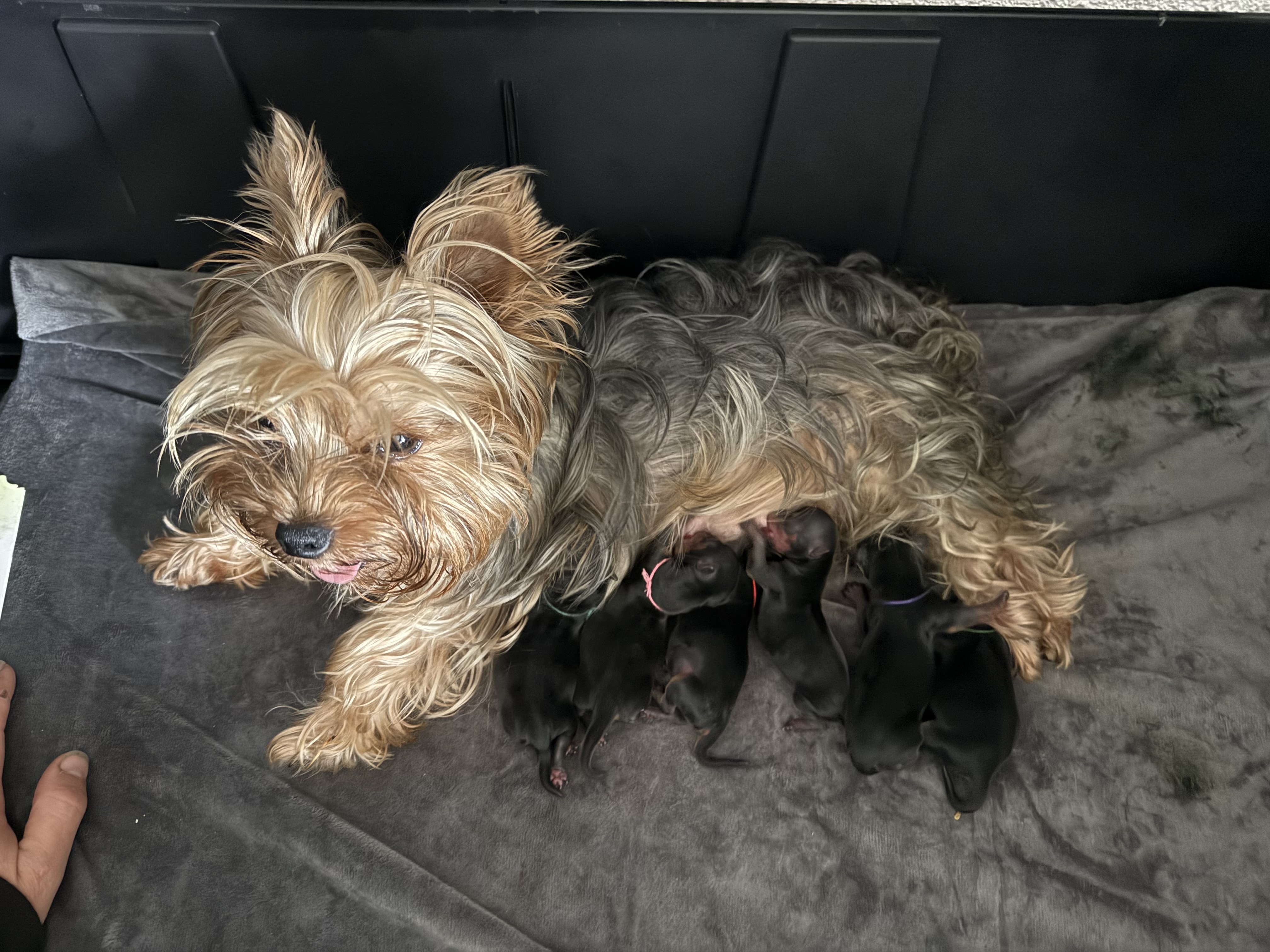 Portée Yorkshires 24/09/25