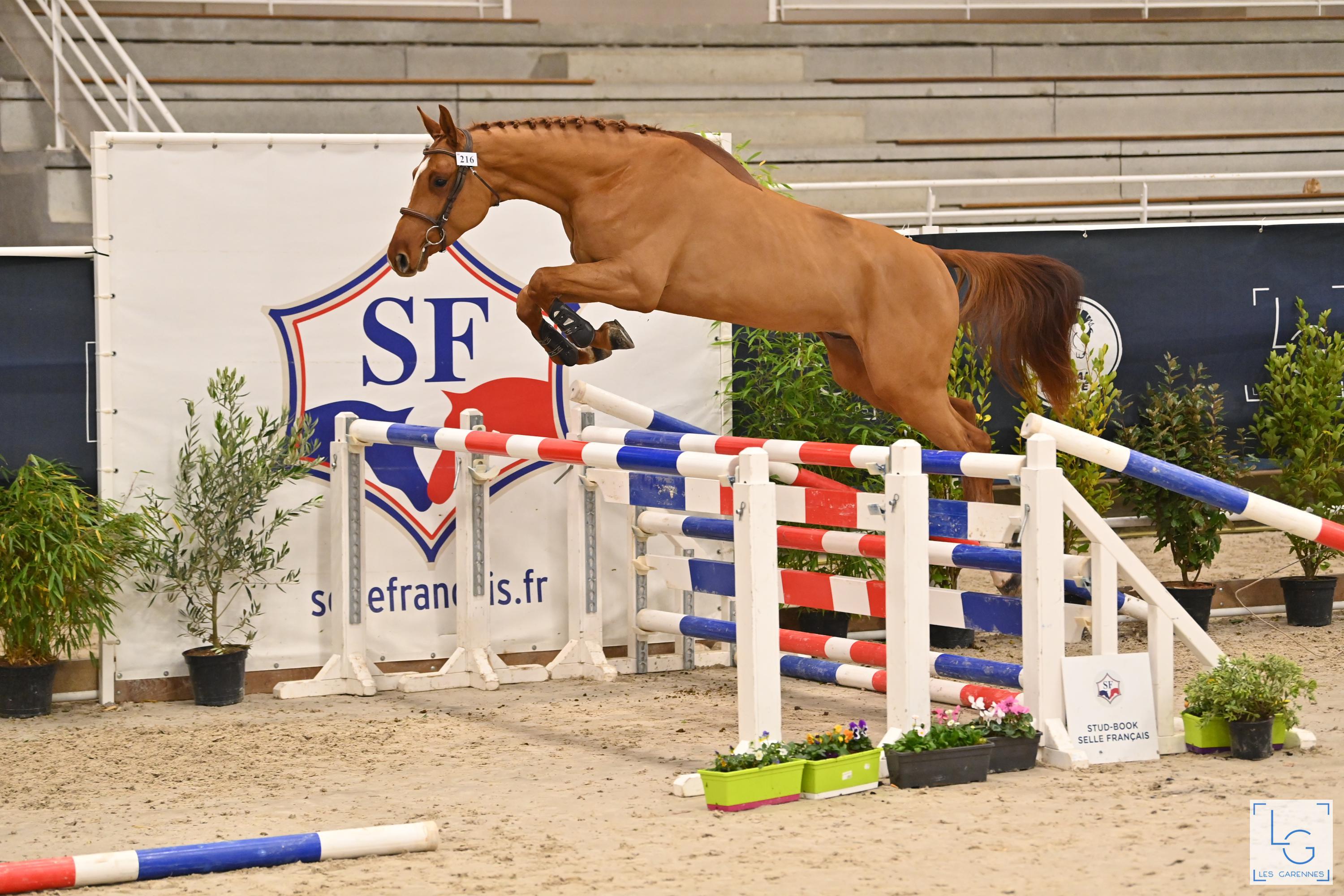 2024-12-12chptsf-ecurie-de-la-mayane-moka-de-la-mayane-k61 5778 1080471591