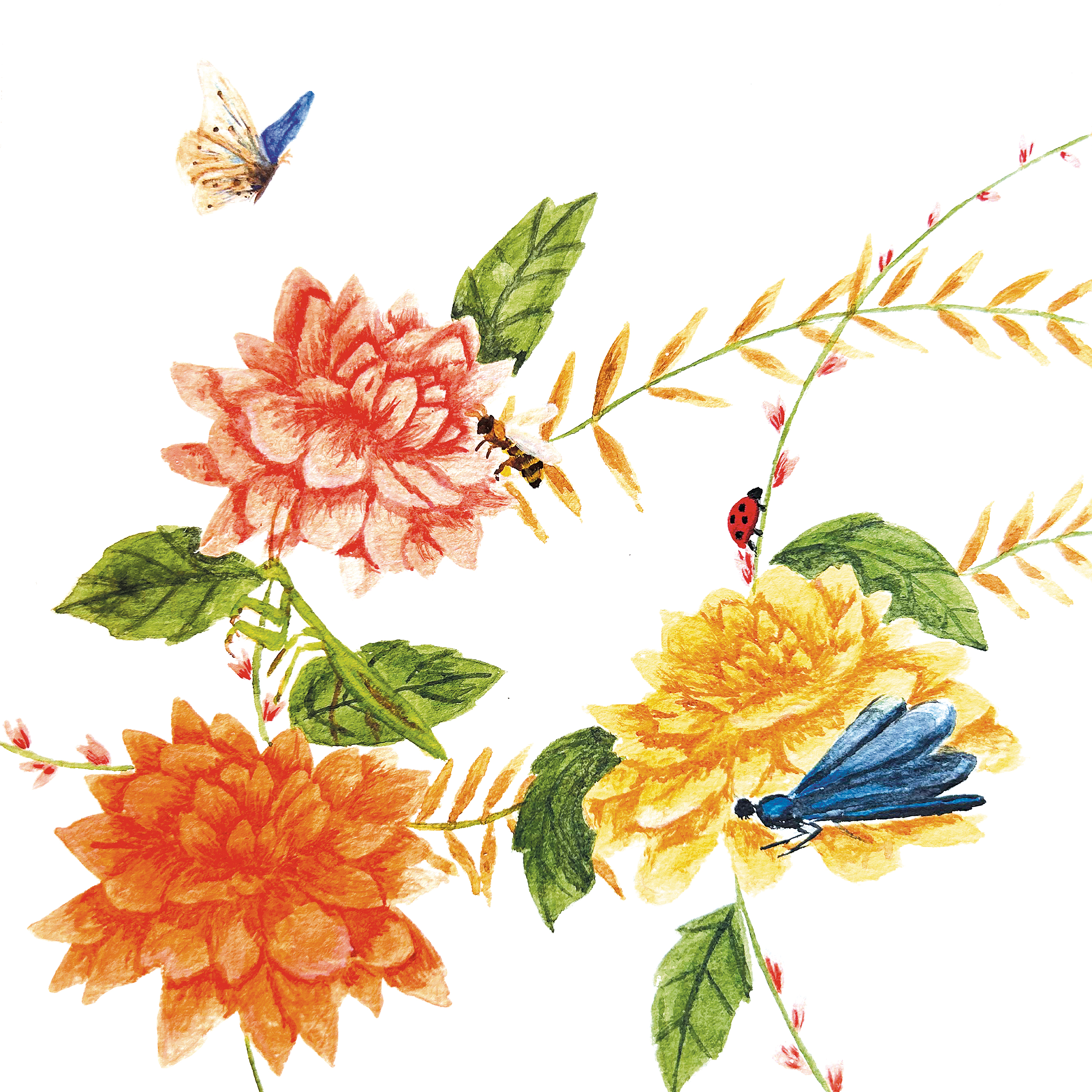 Carte dalhias reduite