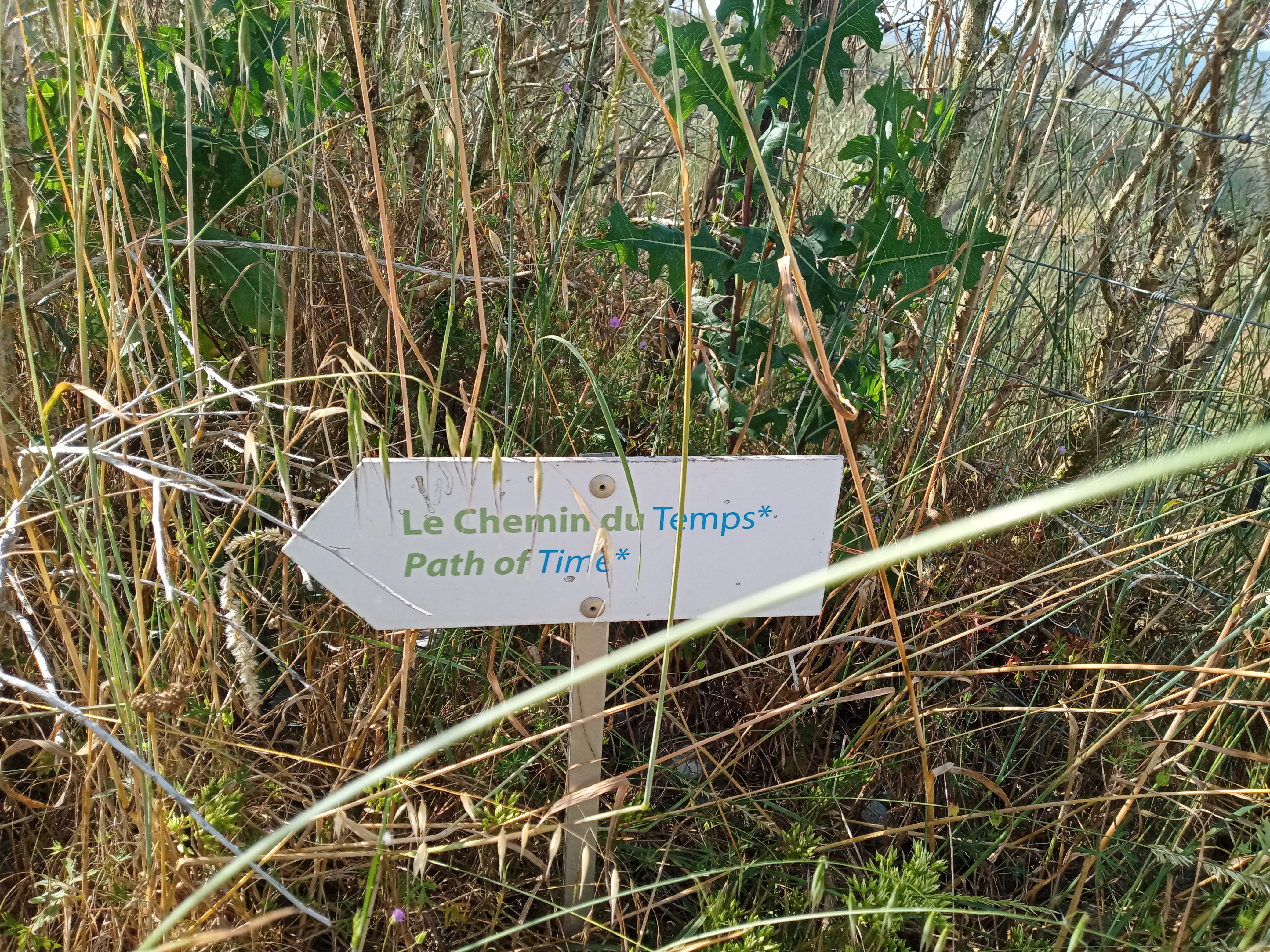 IMG 20250611 094249 3