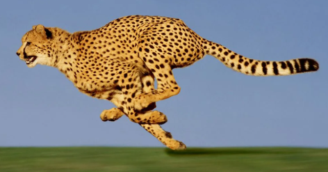 Guepard-2025-11-12-122947