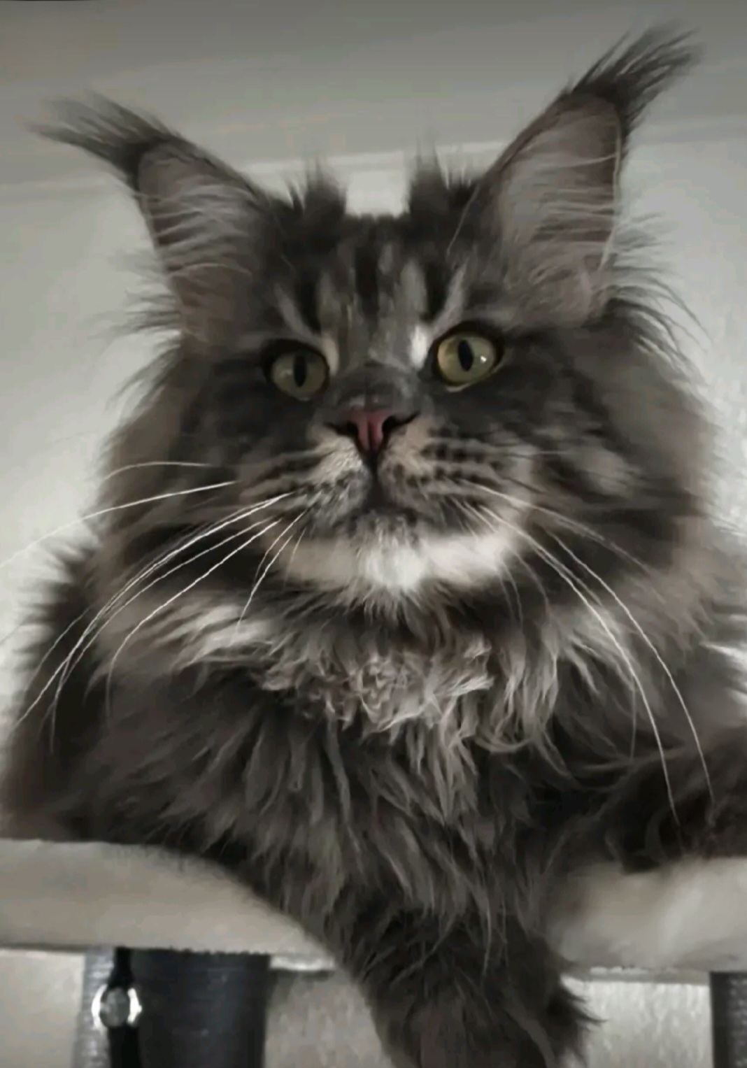 Screenshot 20251103 145342 TikTok-1-1-1-