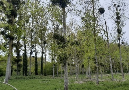 Fin du chantier de suppression de peupliers à Rugles
