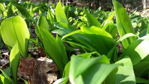 Jeunes feuilles d'ail des ours