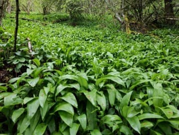 ail des ours (fabrication du purin d'ail)