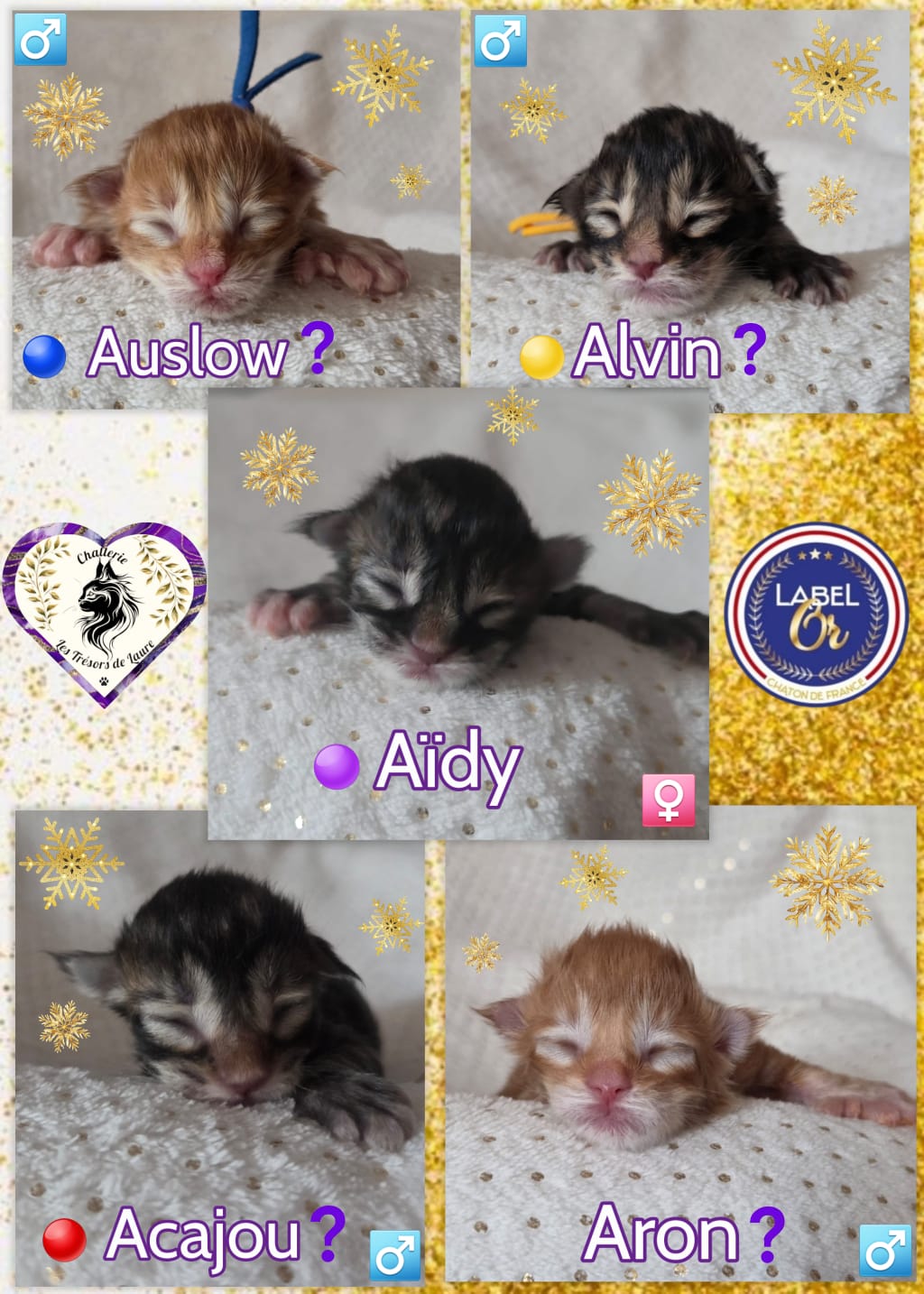 IMG-20251119-WA0050-1-