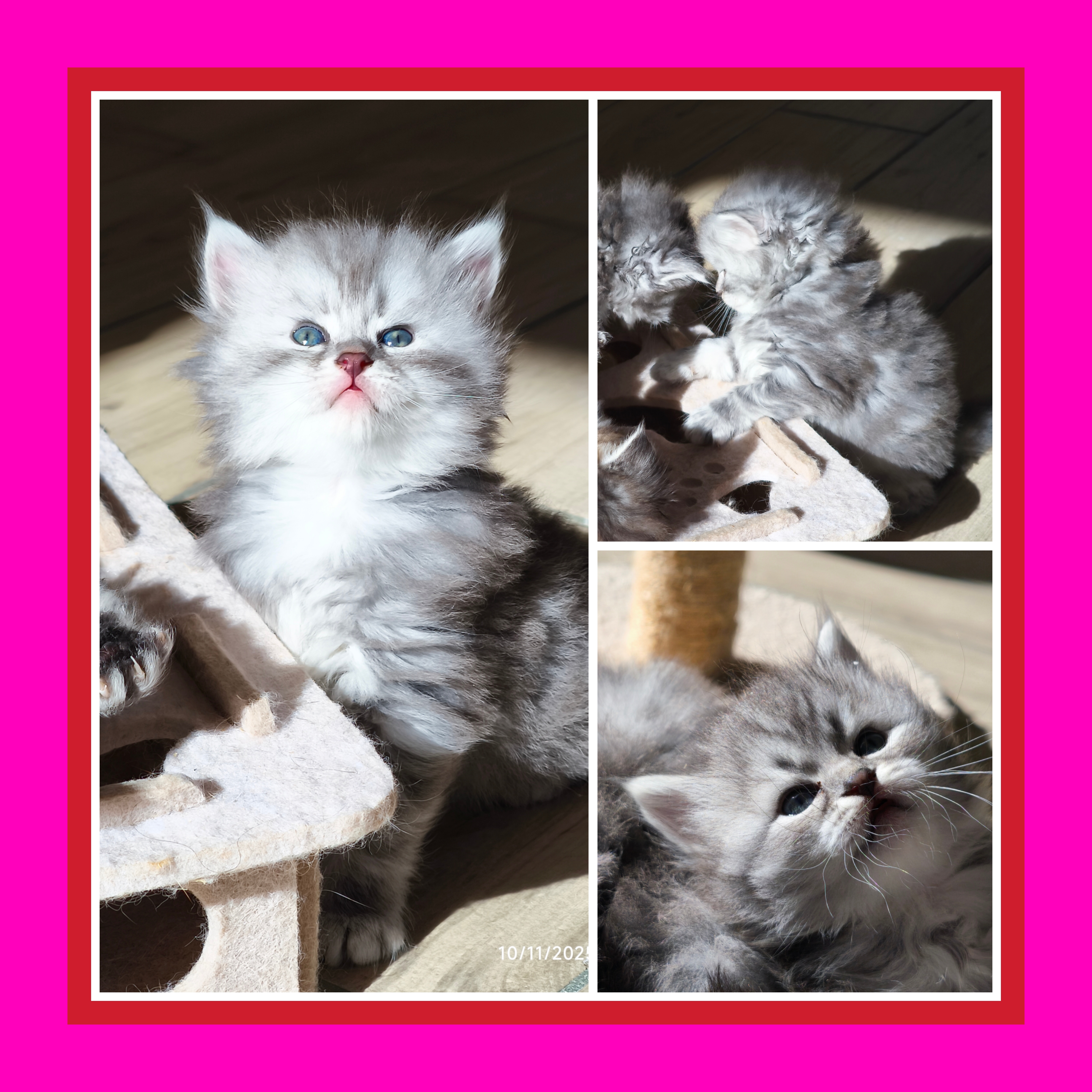 Picsart 25-11-13 09-21-24-232