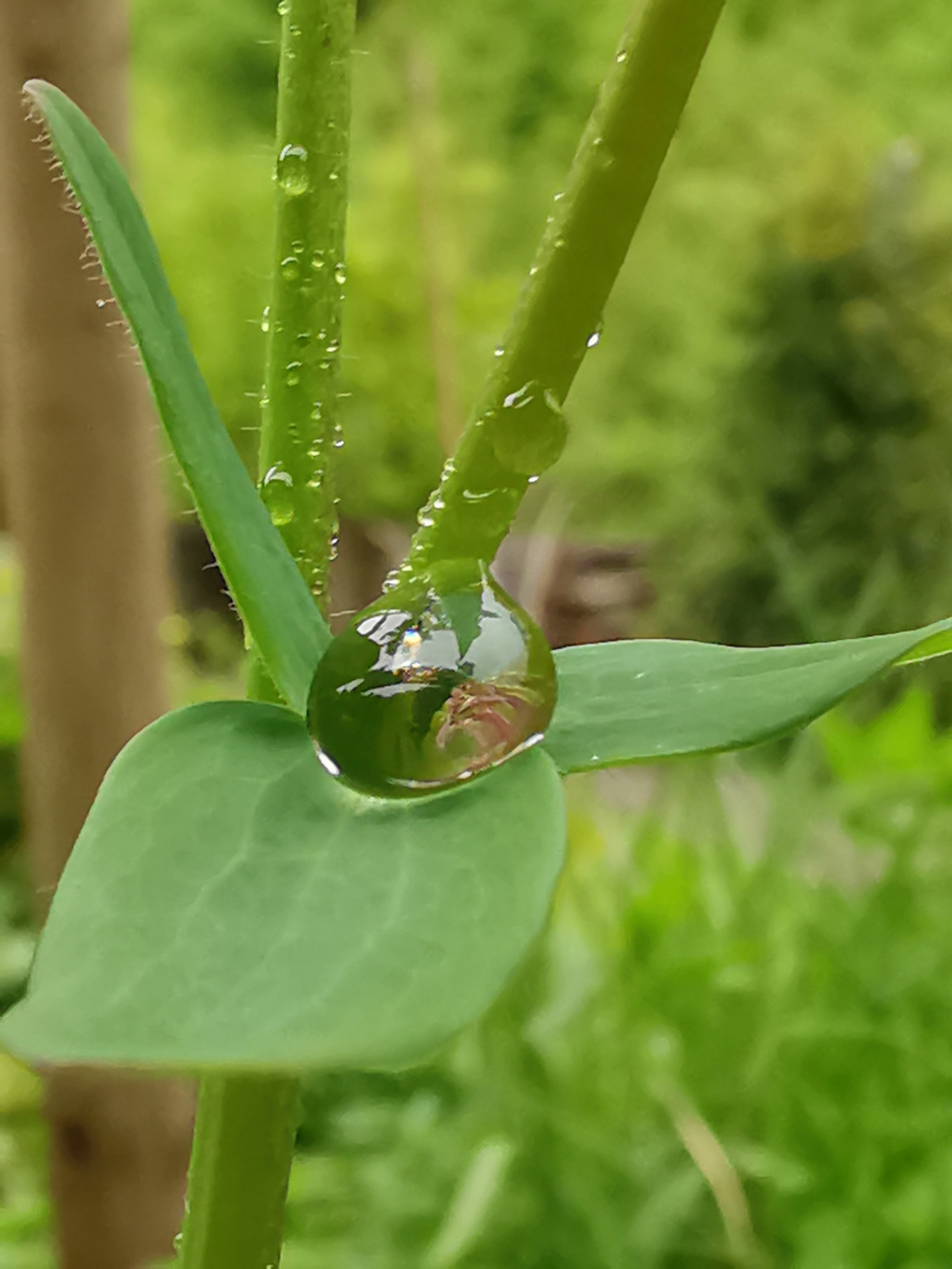 Perle Wasser Glitzer Glanz