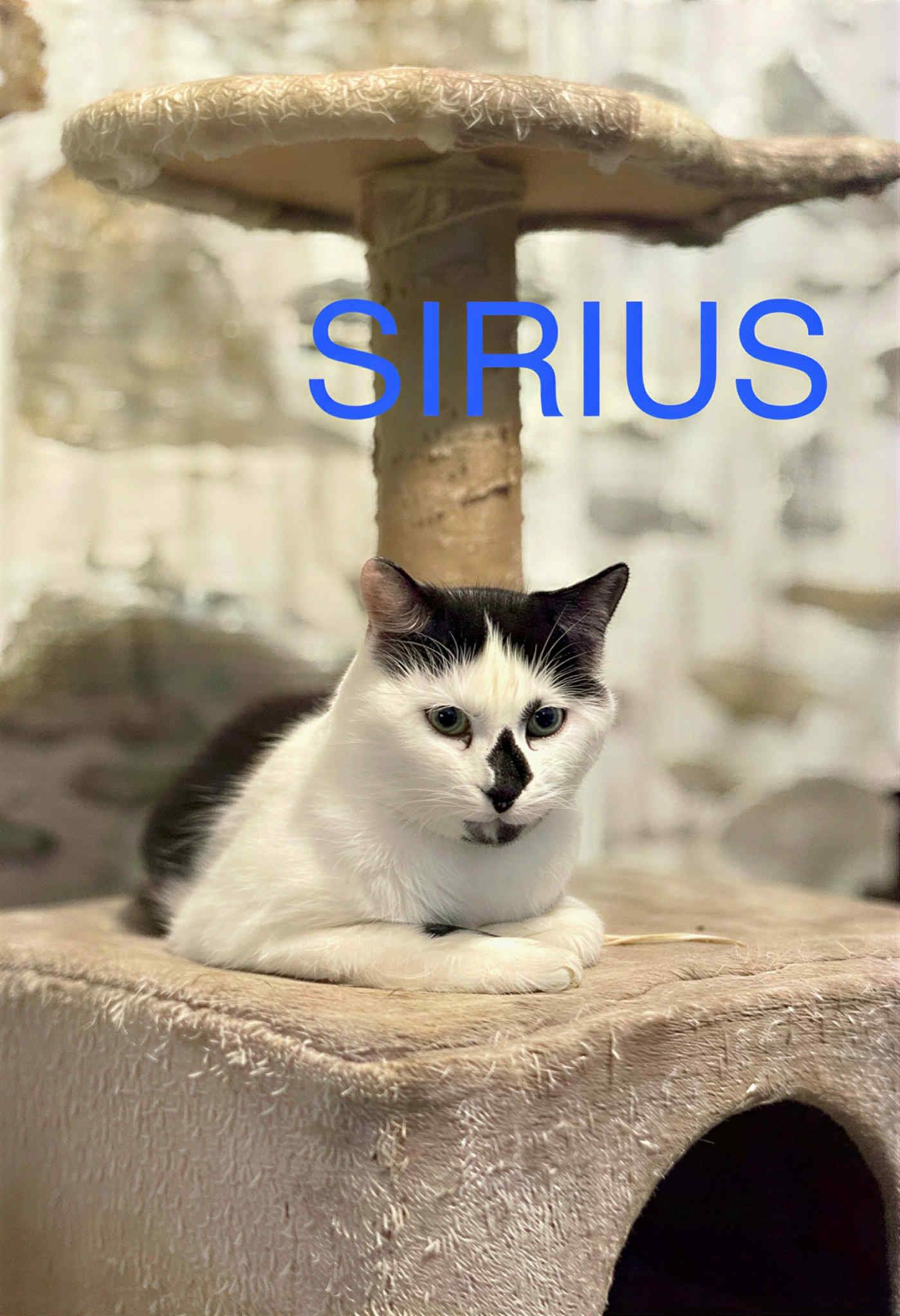 Sirius