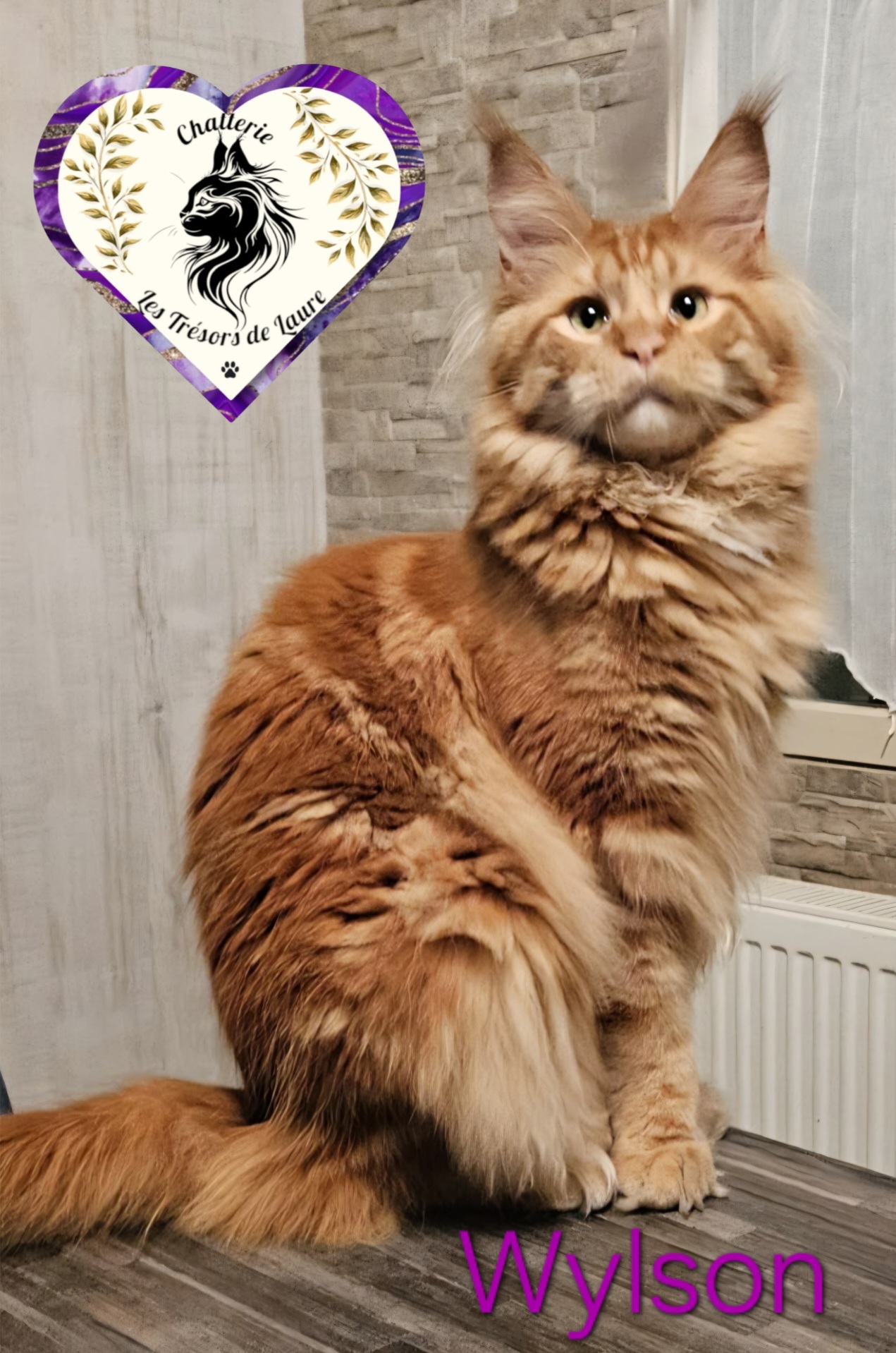 PhotoCollage 20251121 230907352-1-