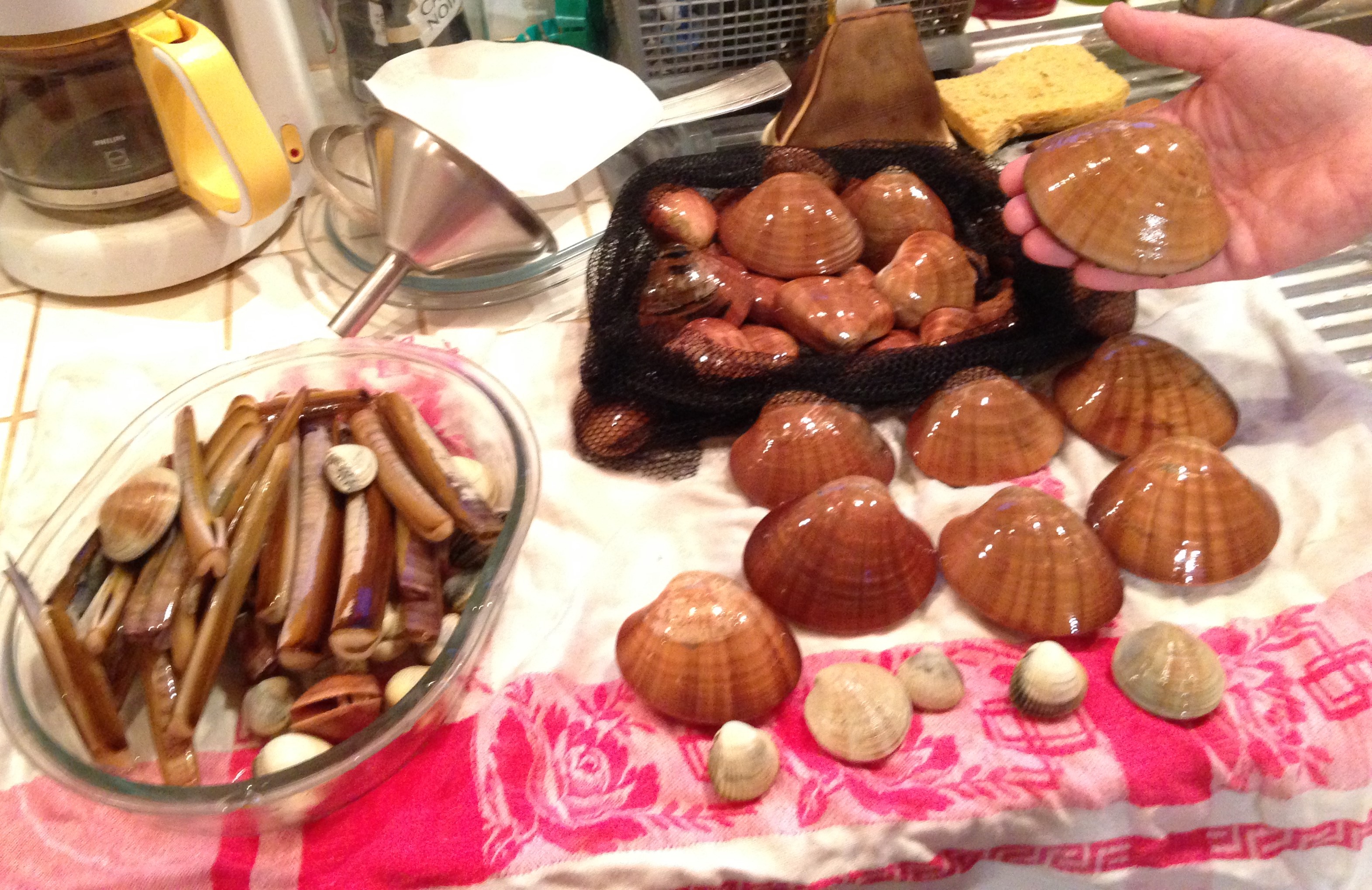 Grandes marées et Pêche à pied