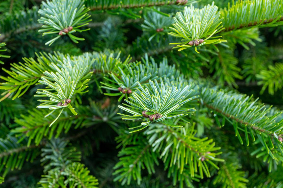 Sapin nordmann abies nordmanniana