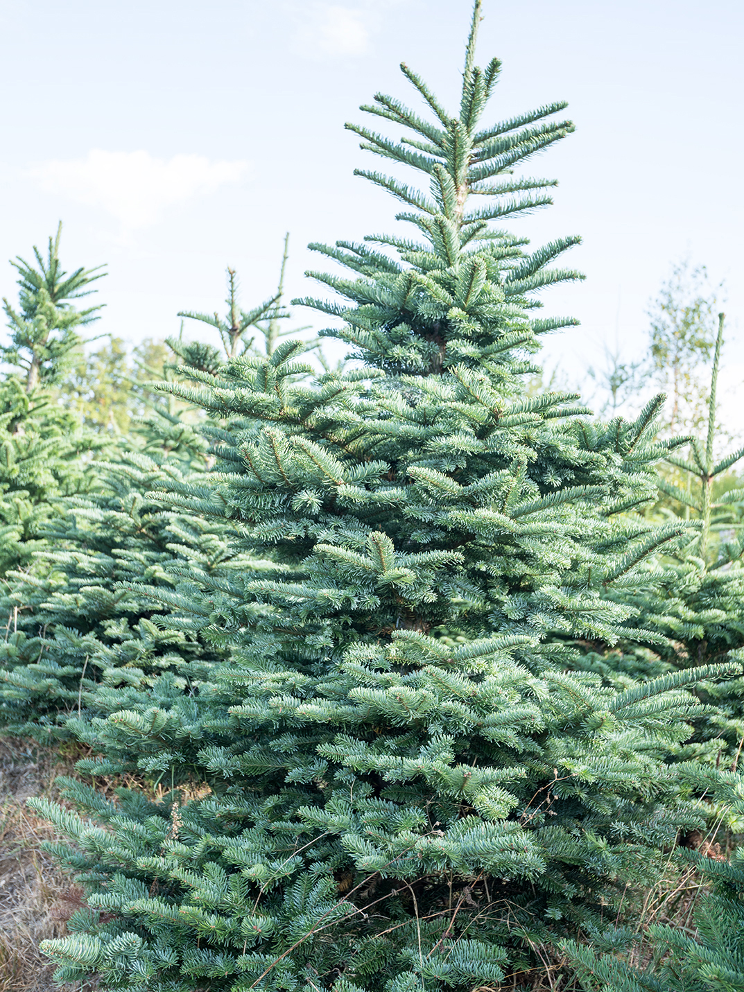 Sapin de noel tetard 0003 72pp