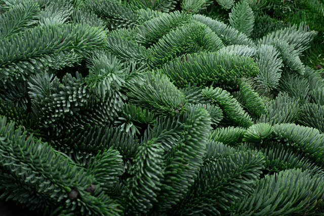 Alba trees noble fir abies nobilis 1654007978noble fir