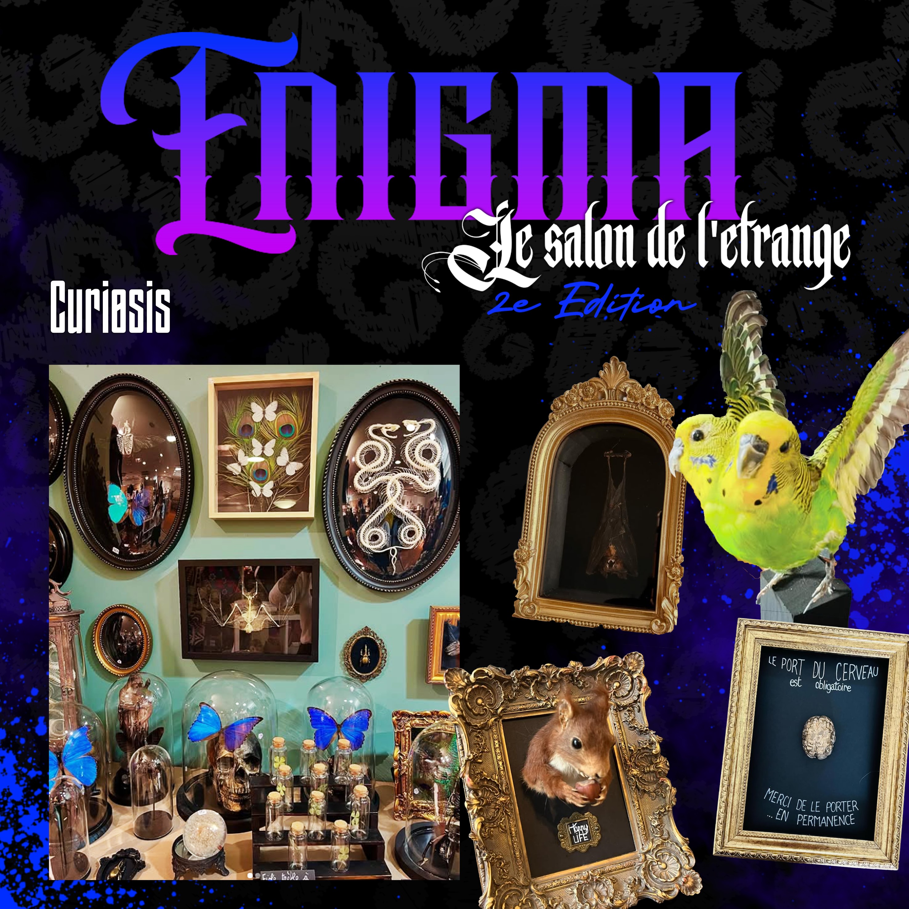 Carre curiosis copie