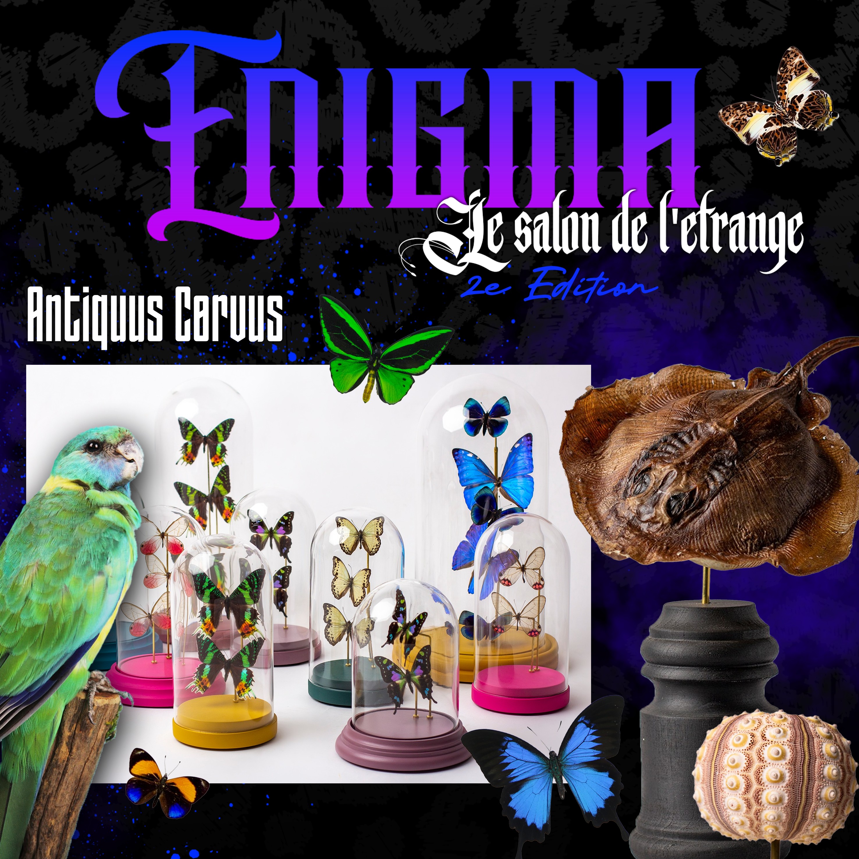 Carre antiquus corvus copie