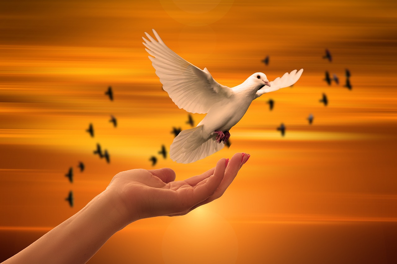 Dove-3426159 1280-1-