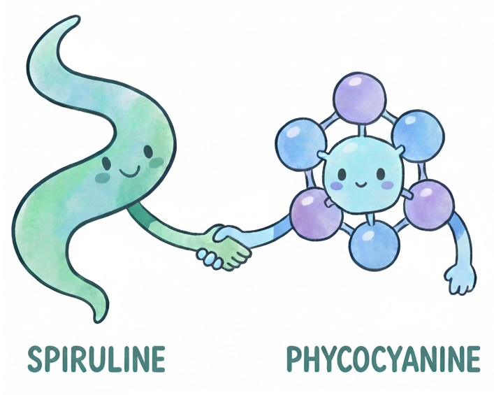 association benefique spiruline phycocyanine