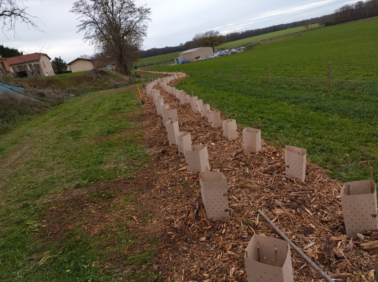 Samedi 6 décembre - Chantier de clôture des plantations de Châtenay