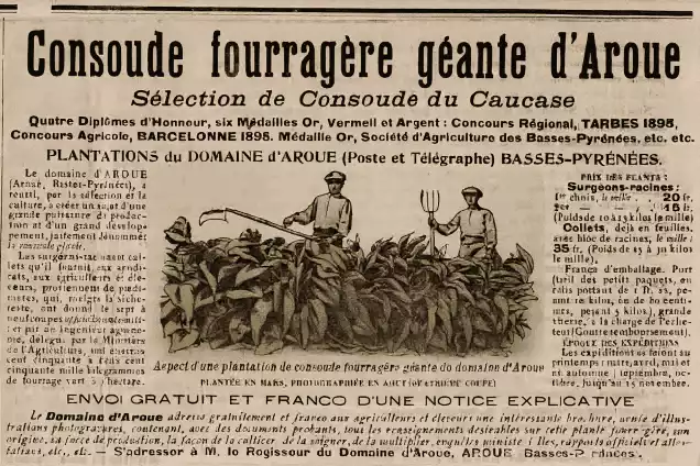 la consoude et son utilisation en france à la belle époque